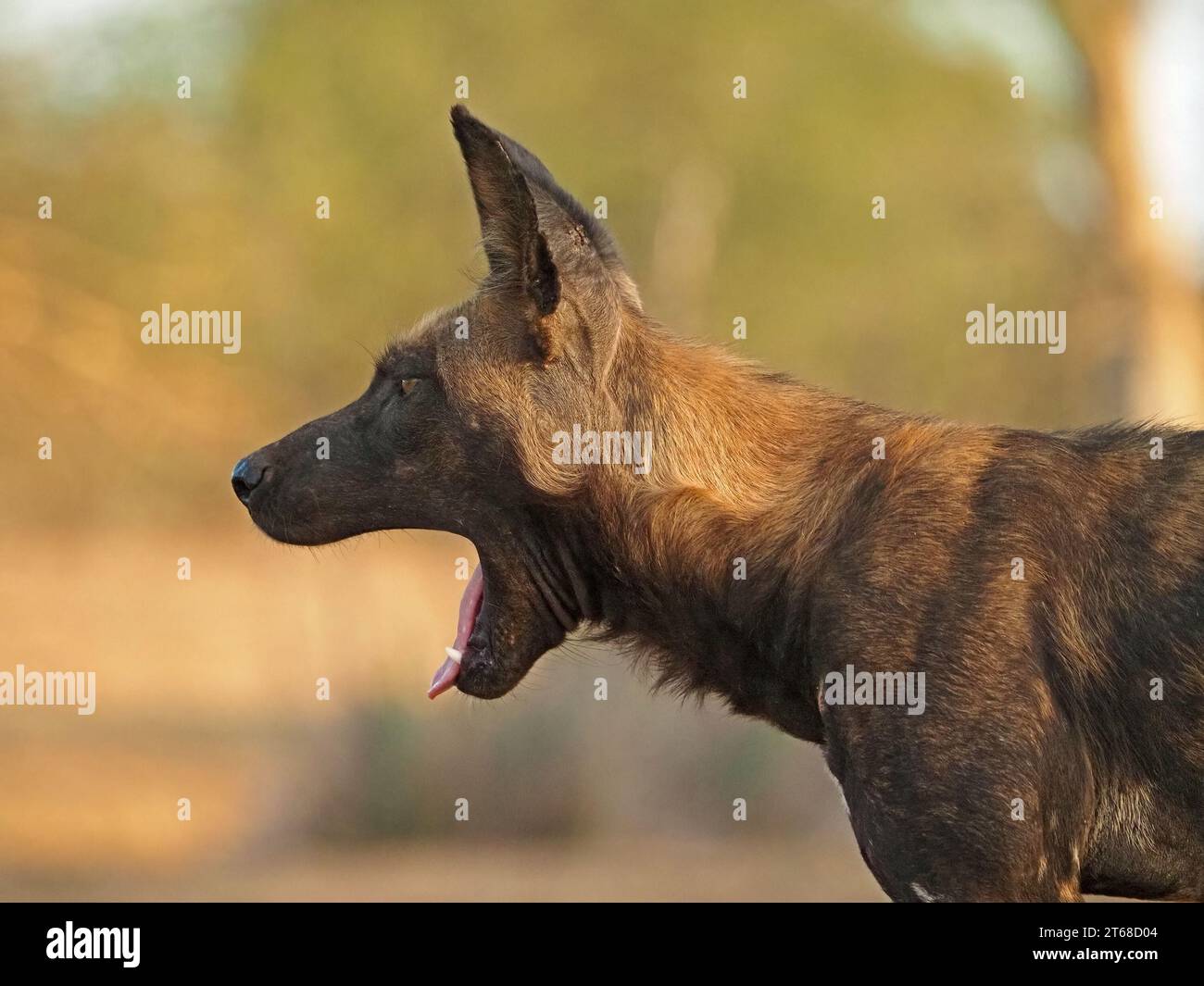 Ritratto del profilo di un singolo lupo dipinto selvatico (Lycaon pictus) alias African Wild Dog/Hunting Dog, sbadigliare Laikipia, Kenya, Africa Foto Stock
