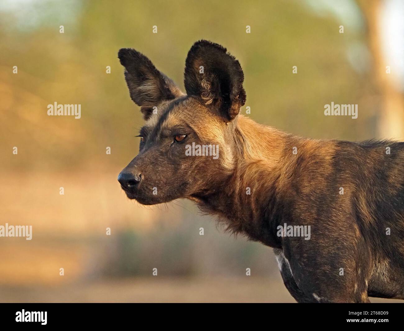 Ritratto del profilo di un singolo lupo dipinto selvatico (Lycaon pictus), noto anche come African Wild Dog/Hunting Dog, che fissa la distanza per la ricerca di prede - Laikipia, Keny Foto Stock