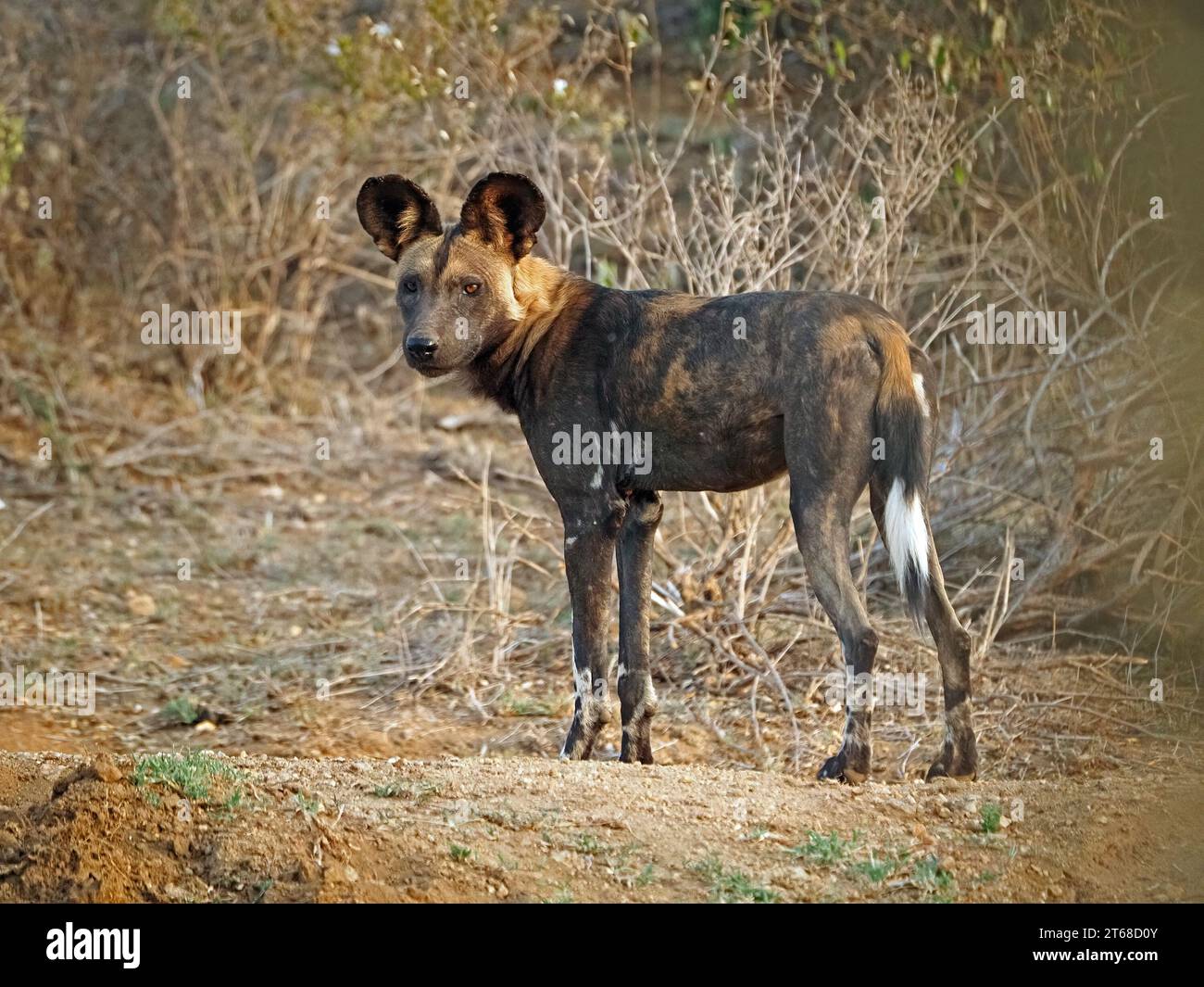 Ritratto del profilo di un singolo lupo dipinto selvatico (Lycaon pictus), alias African Wild Dog/Hunting Dog, che guarda indietro al fotografo Laikipia, Kenya, Africa Foto Stock