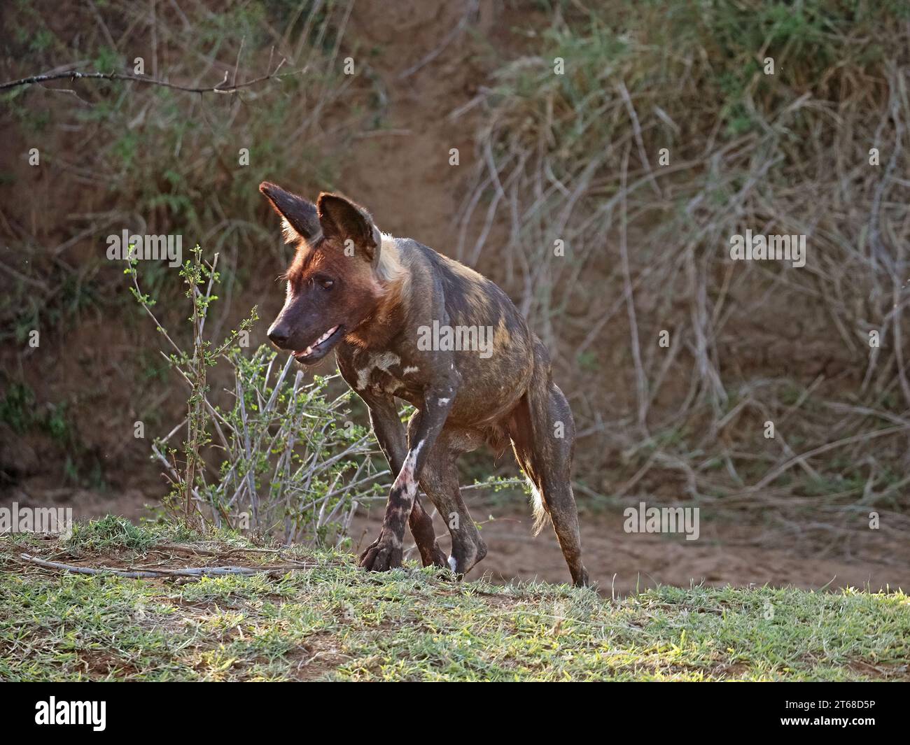 Single alert Wild Painted Wolf (Lycaon pictus), noto anche come African Wild Dog/Hunting Dog, che corre da vagabondo essiccato a Laikipia, Kenya, Africa Foto Stock