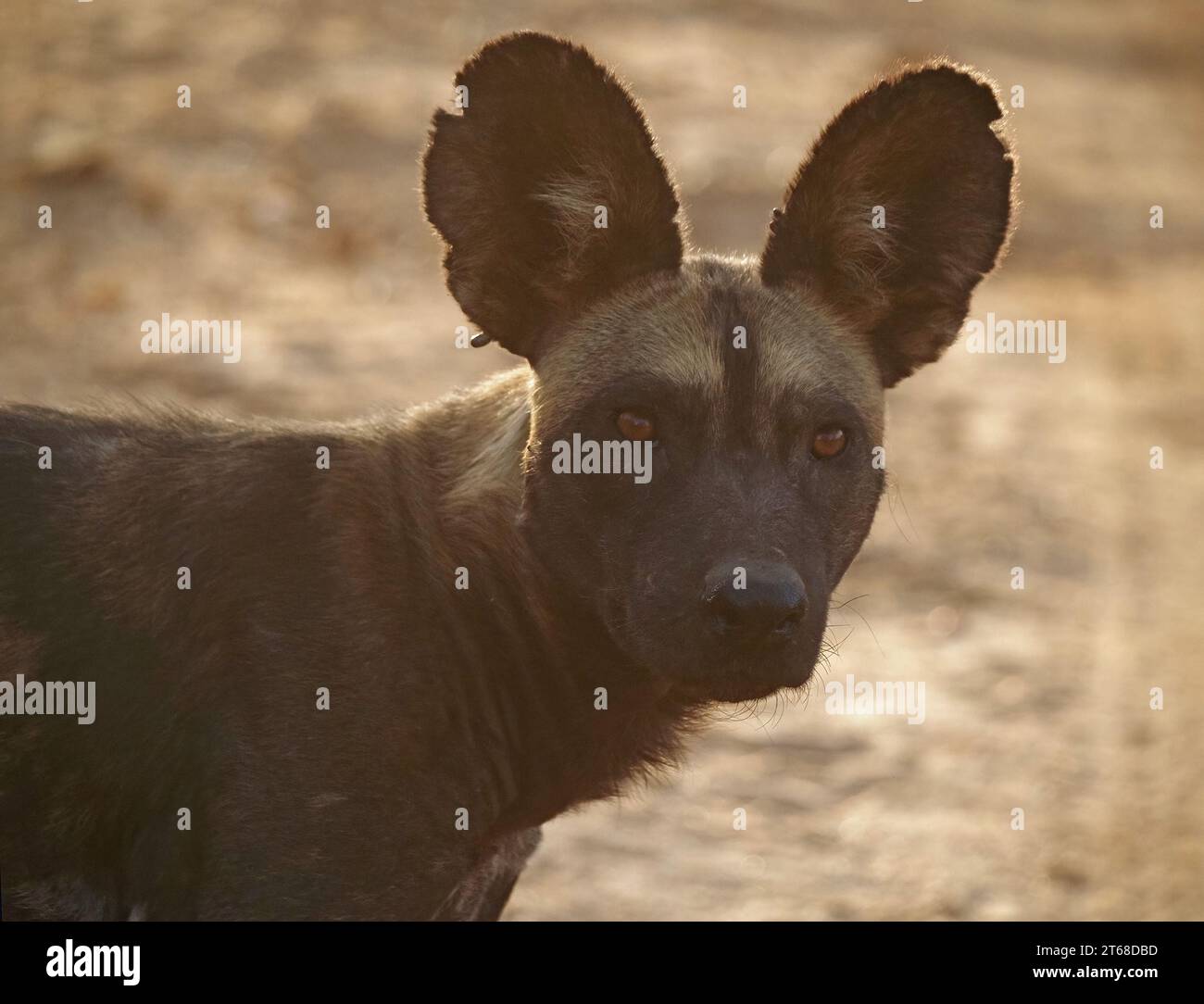 Ritratto del profilo di un singolo lupo dipinto selvatico retroilluminato (Lycaon pictus), conosciuto anche come African Wild Dog/Hunting Dog, che fissa la fotocamera a Laikipia, Kenya, Africa Foto Stock