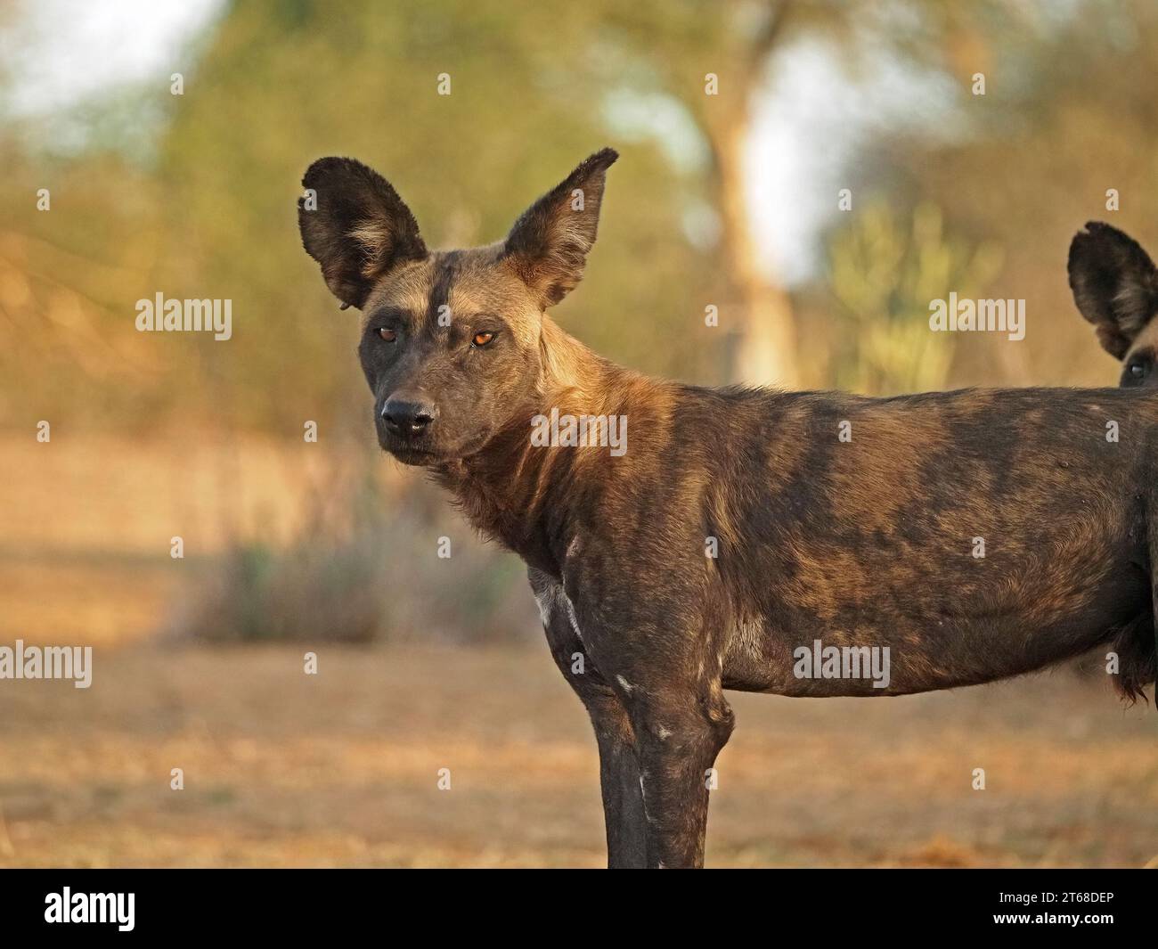 Ritratto del profilo di un singolo lupo dipinto selvatico (Lycaon Pictus), conosciuto anche come African Wild Dog/Hunting Dog, con un altro bordo nel telaio - Laikipia, Kenya, Africa Foto Stock