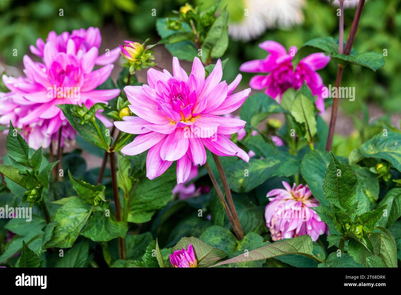 Il dahlia è stato dichiarato il fiore nazionale del Messico nel 1963 i tuberi sono stati coltivati come coltura alimentare dagli Aztechi, ma questo uso è in gran parte scomparso dopo Foto Stock