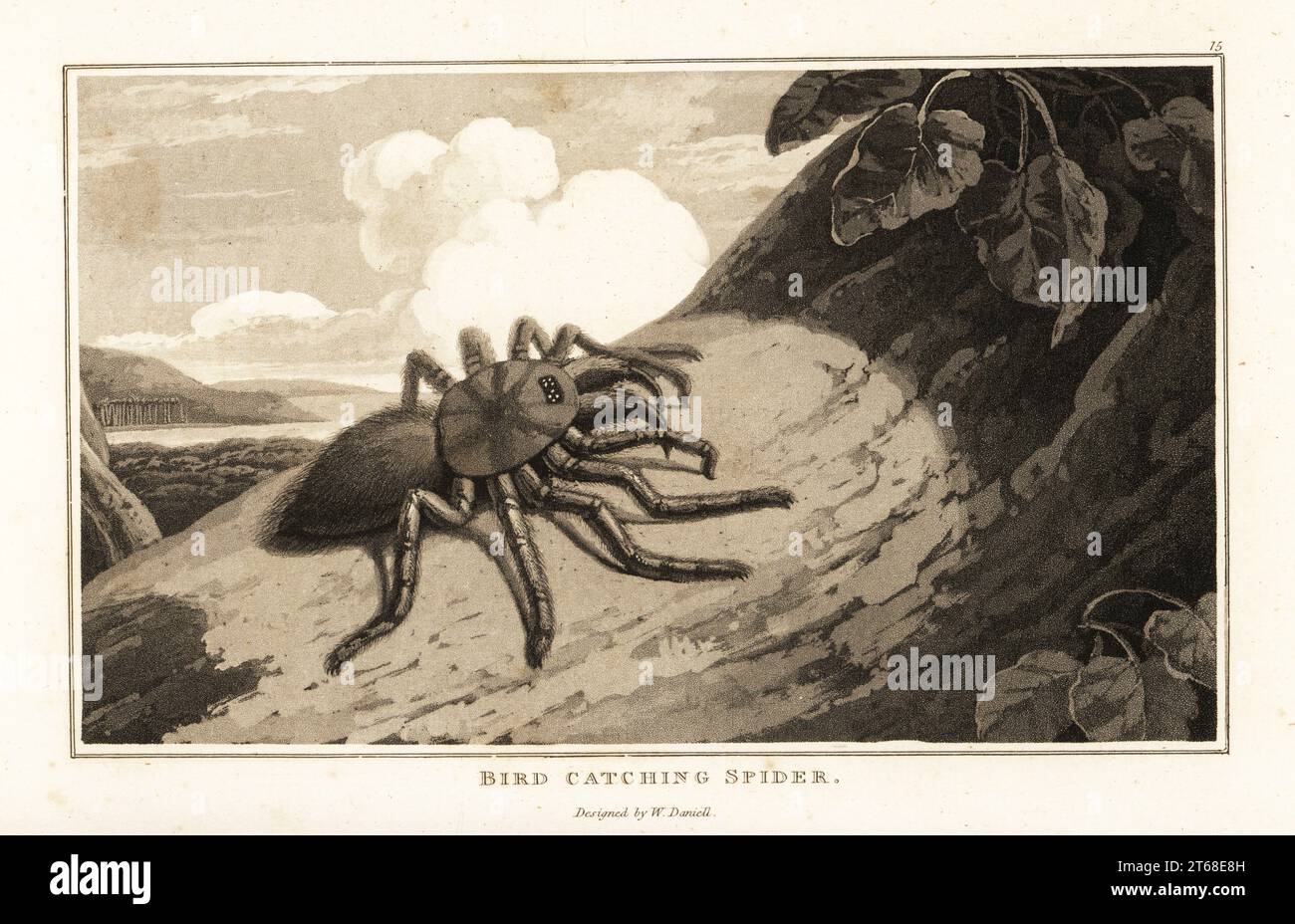 Pinktoe tarantula, Avicularia avicularia, su un tronco d'albero. Ragno da cattura di uccelli, Aranea avicularia. Acquatinta disegnata e incisa da William Daniell da William Woods Zoography, Cadell and Davies, 1807. Foto Stock Pinktoe tarantula, Avicularia avicularia, su un tronco d'albero. Ragno da cattura di uccelli, Aranea avicularia. Acquatinta disegnata e incisa da William Daniell da William Woods Zoography, Cadell and Davies, 1807. Foto Stock