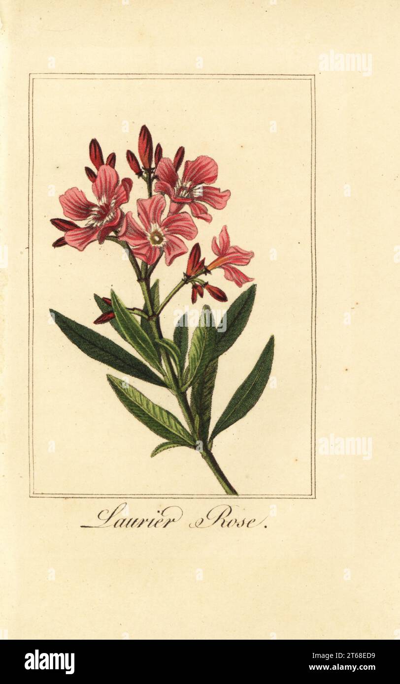 Oleander, Laurier-rose, Nerium oleander. Incisione su copperplate a mano su un'illustrazione di Pancrace Bessa di Charles Malos Guirlande de Flore, ghirland of Flowers, Chez Janet, Parigi, 1816. Un libro regalo per signore con raffinati botanici in miniatura di Bessa, uno dei grandi pittori di fiori francesi del XIX secolo. Foto Stock