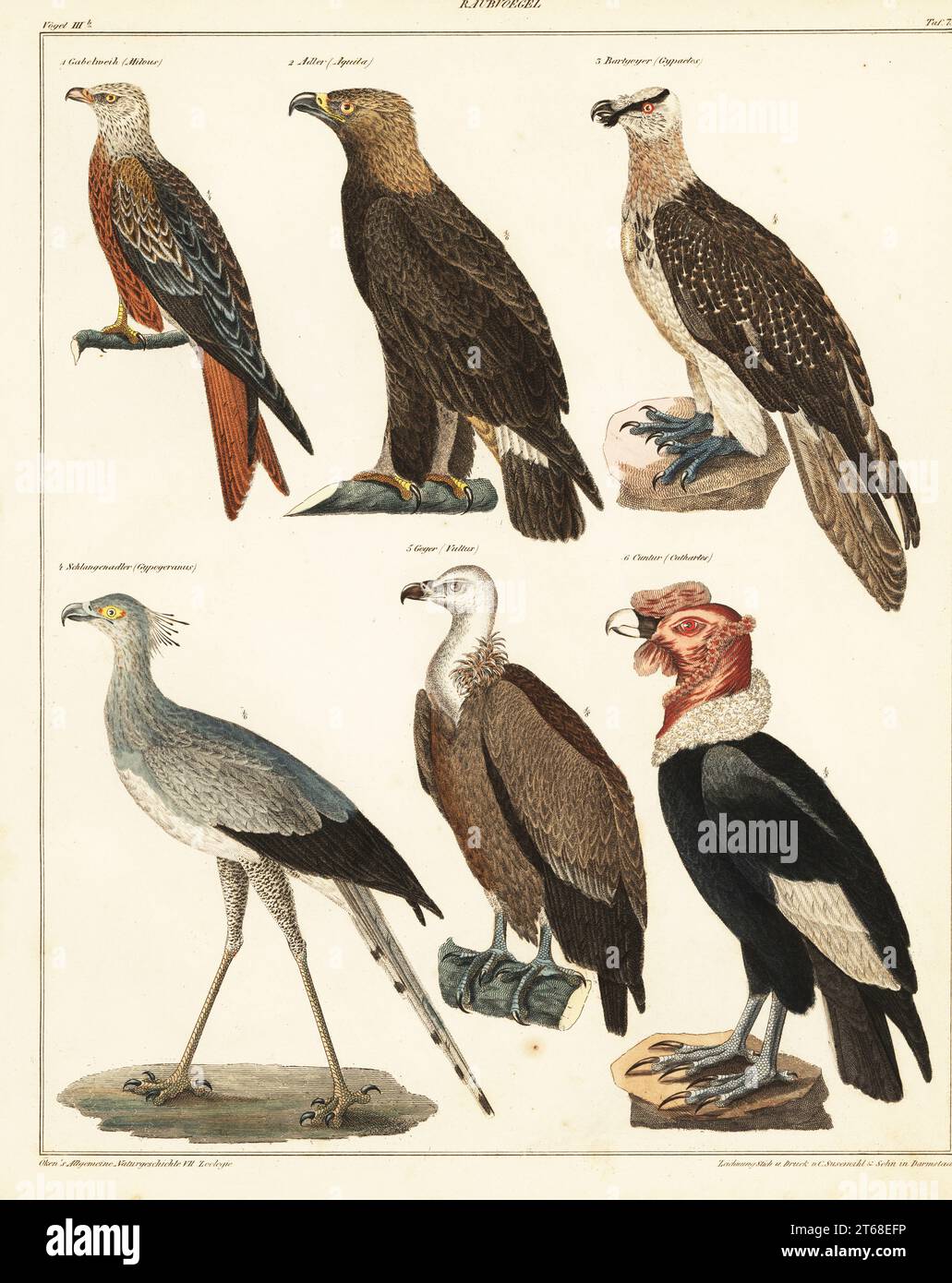 Uccelli di preda. Raubvoegel. 1 kite rossa, Milvus milvus, Gabelweih, 2 aquila reale, aquila crisaetos, Adler, 3 avvoltoi al bearded, Gypaetus barbatus, Bartgeyer, 4 uccelli segretari in pericolo, Sagittario serpentarius, Schlangenadler, 5 condor andino, Vultur grifus, Geyer e 6 condor californiano californiano, Cuntur. Litografia colorata a mano di C. Susemihl dalla storia naturale universale di Lorenz Oken, Allgemeine Naturgeschichte fur alle stande, Stoccarda, 1841. Foto Stock Uccelli di preda. Raubvoegel. 1 kite rossa, Milvus milvus, Gabelweih, 2 aquila reale, aquila crisaetos, Adler, 3 avvoltoi al bearded, Gypaetus barbatus, Bartgeyer, 4 uccelli segretari in pericolo, Sagittario serpentarius, Schlangenadler, 5 condor andino, Vultur grifus, Geyer e 6 condor californiano californiano, Cuntur. Litografia colorata a mano di C. Susemihl dalla storia naturale universale di Lorenz Oken, Allgemeine Naturgeschichte fur alle stande, Stoccarda, 1841. Foto Stock