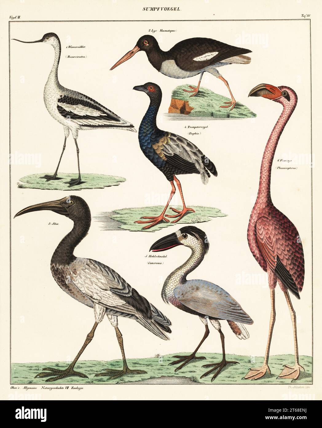 Varietà di uccelli che guado. Sumpfvoegel. 1 avocetto pied, Recurvirostra avosetta, Wassersabler, 2 isole Canarie estinte ostrystercatcher, Haematopus meadewaldoi, Lyv, 3 ibis sacro malgascio, Threskiornis bernieri, 4 trombettiere con ali grigie, Psofia crepitans, Trompetervogel, 5 aironi a barca, Cochlearius cochlearius, Hohlschnabel, 6 fenicotteri americani, fenicotteri ruber. Litografia colorata a mano di Thomas Soltukon dalla storia naturale universale di Lorenz Oken, Allgemeine Naturgeschichte fur alle stande, Stoccarda, 1841. Foto Stock Varietà di uccelli che guado. Sumpfvoegel. 1 avocetto pied, Recurvirostra avosetta, Wassersabler, 2 isole Canarie estinte ostrystercatcher, Haematopus meadewaldoi, Lyv, 3 ibis sacro malgascio, Threskiornis bernieri, 4 trombettiere con ali grigie, Psofia crepitans, Trompetervogel, 5 aironi a barca, Cochlearius cochlearius, Hohlschnabel, 6 fenicotteri americani, fenicotteri ruber. Litografia colorata a mano di Thomas Soltukon dalla storia naturale universale di Lorenz Oken, Allgemeine Naturgeschichte fur alle stande, Stoccarda, 1841. Foto Stock