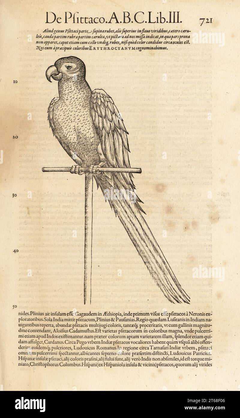 Specie di pappagallo o di macara, forse la macara scarlina, Ara macao. De Avibus, de Psittaco, Erythrocyanum. Incisione su legno dopo un'illustrazione di Lucas Schan e Conrad Gessner da Conrad Gessners Historiae Animalium, De avium natura, Francoforte, Wechel for Cambier, 1585. Foto Stock