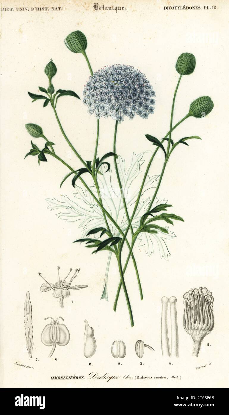 Fiori di merletto blu o Rottnest Island Daisy, Trachymene coerulea. Discus coerulens. Didisque bleu. Incisione in acciaio colorato a mano di Felicie Fournier dopo un'illustrazione di Louis Joseph Edouard Maubert dal Dictionnaire Universel d'Histoire Naturelle (Dizionario universale di Storia Naturale) di Charles d'Orbigny, Parigi, 1849. Foto Stock