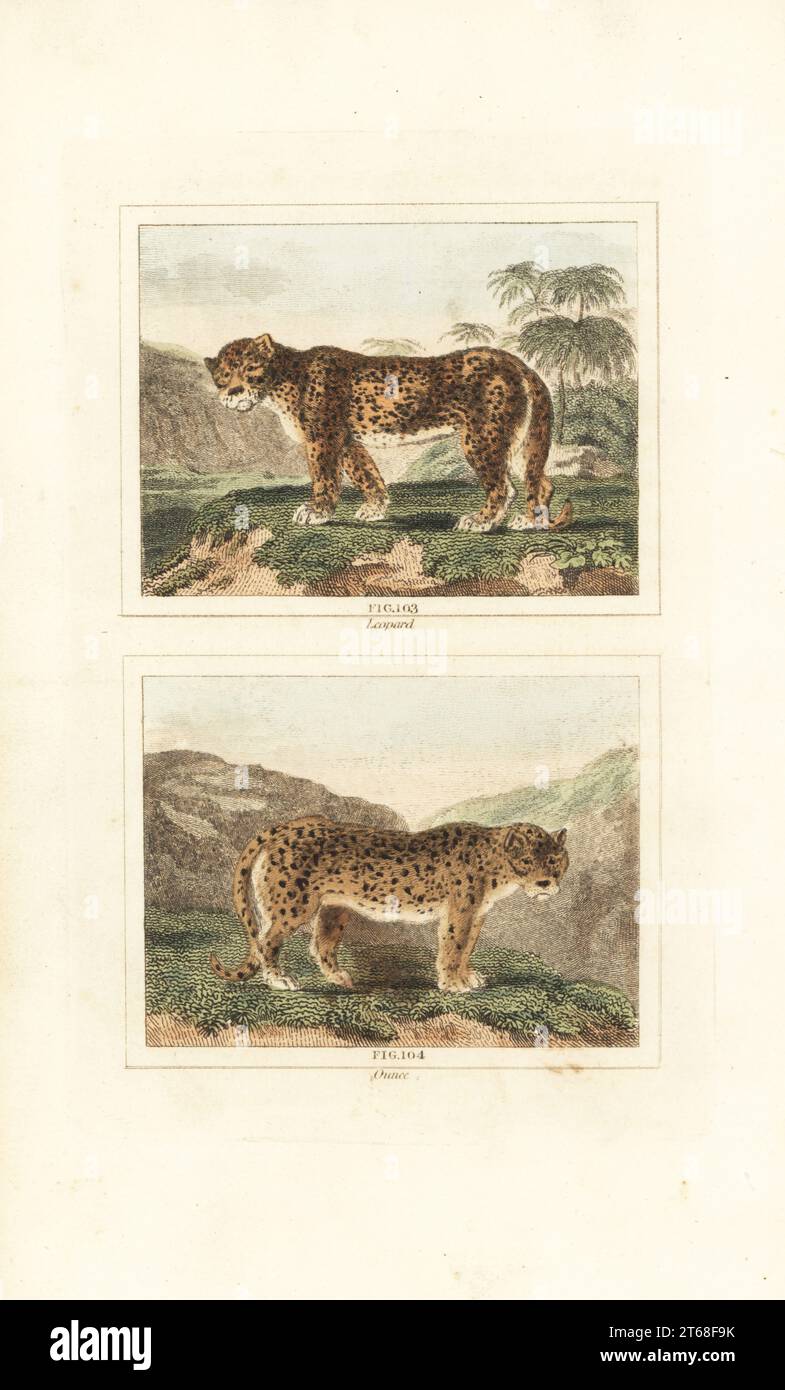 Leopard, Panthera pardus 103, e Snow leopard or ounce, Panthera uncia 104. Incisione su copperplate colorata a mano in onore di Jacques de Seve dell'edizione di James Smith Barrs di Comte Buffons Natural History, A Theory of the Earth, General History of Man, Brute Creation, Vegetings, Minerals, T. Gillet, h. D. Symonds, Paternoster Row, Londra, 1807. Foto Stock