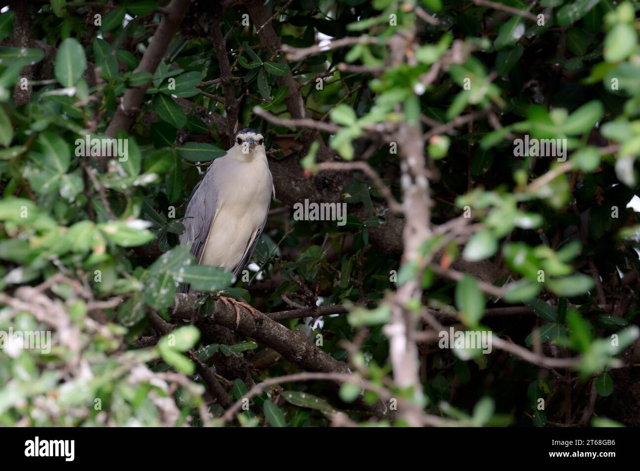 Un Heron notturno dalla corona nera che riposa su un albero Foto Stock