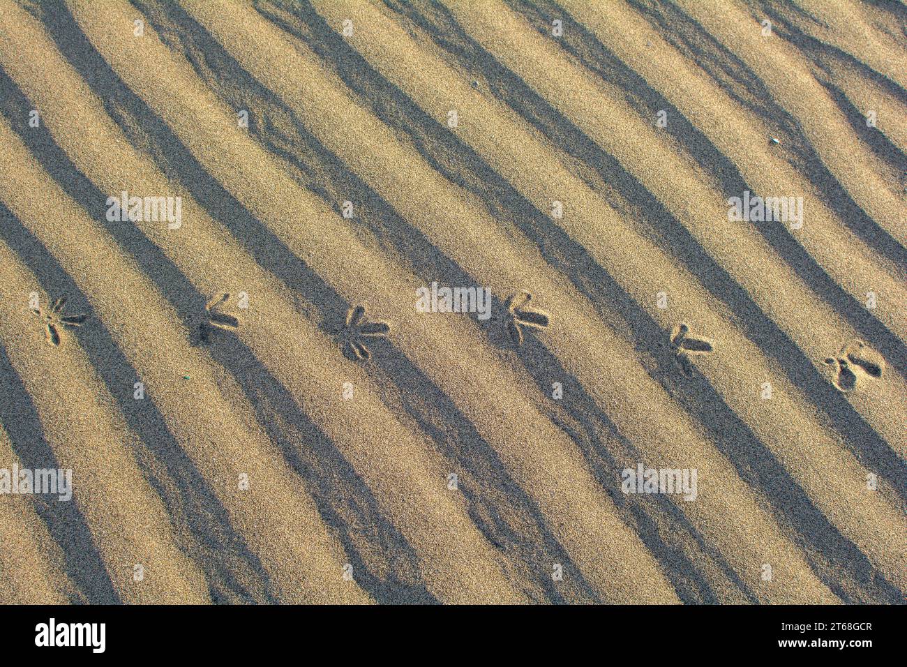 Primo piano di increspature nella sabbia con le impronte di un uccello Foto Stock