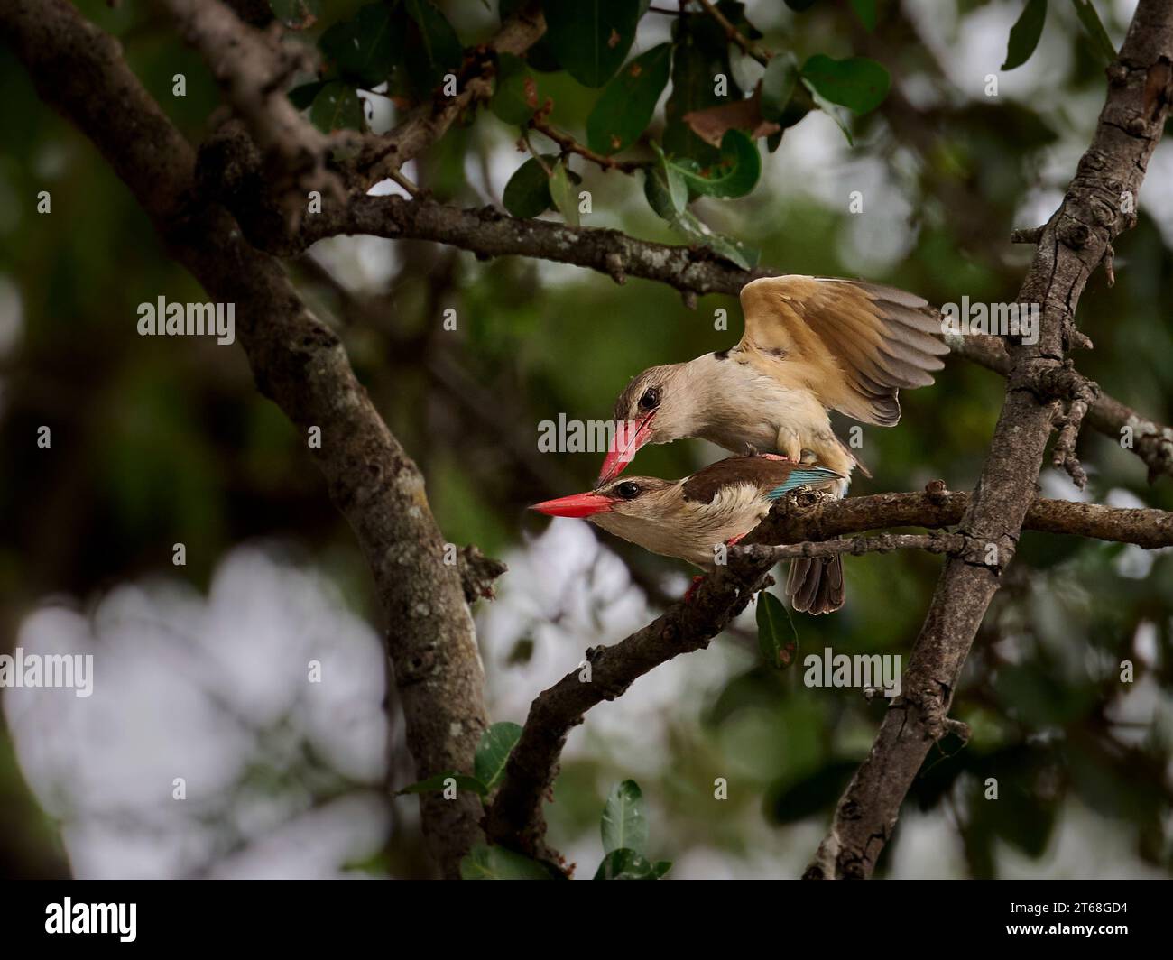 Una coppia kingfisher con cappuccio marrone che si accoppia in un albero Foto Stock