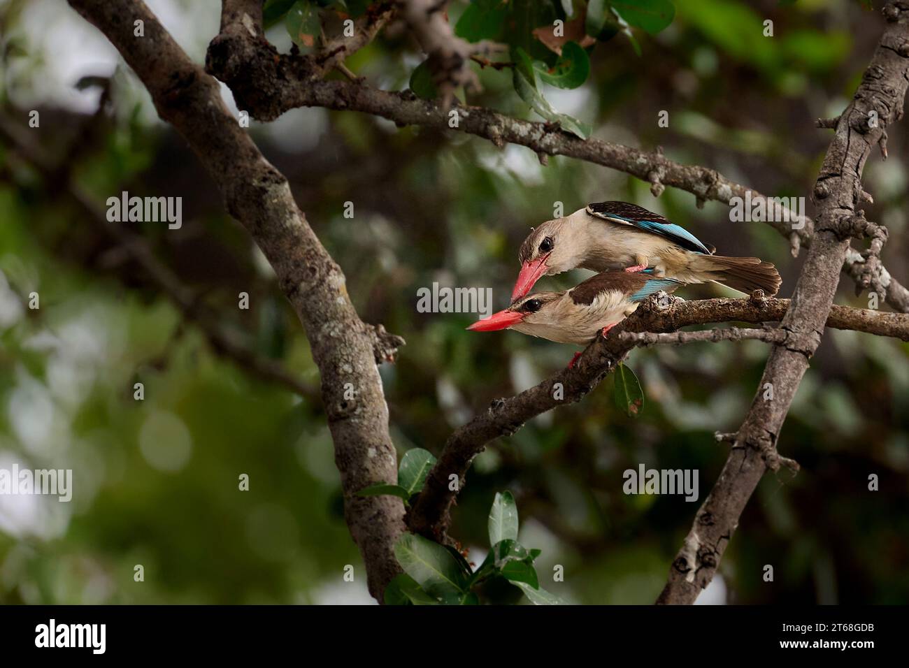Una coppia kingfisher con cappuccio marrone che si accoppia in un albero Foto Stock