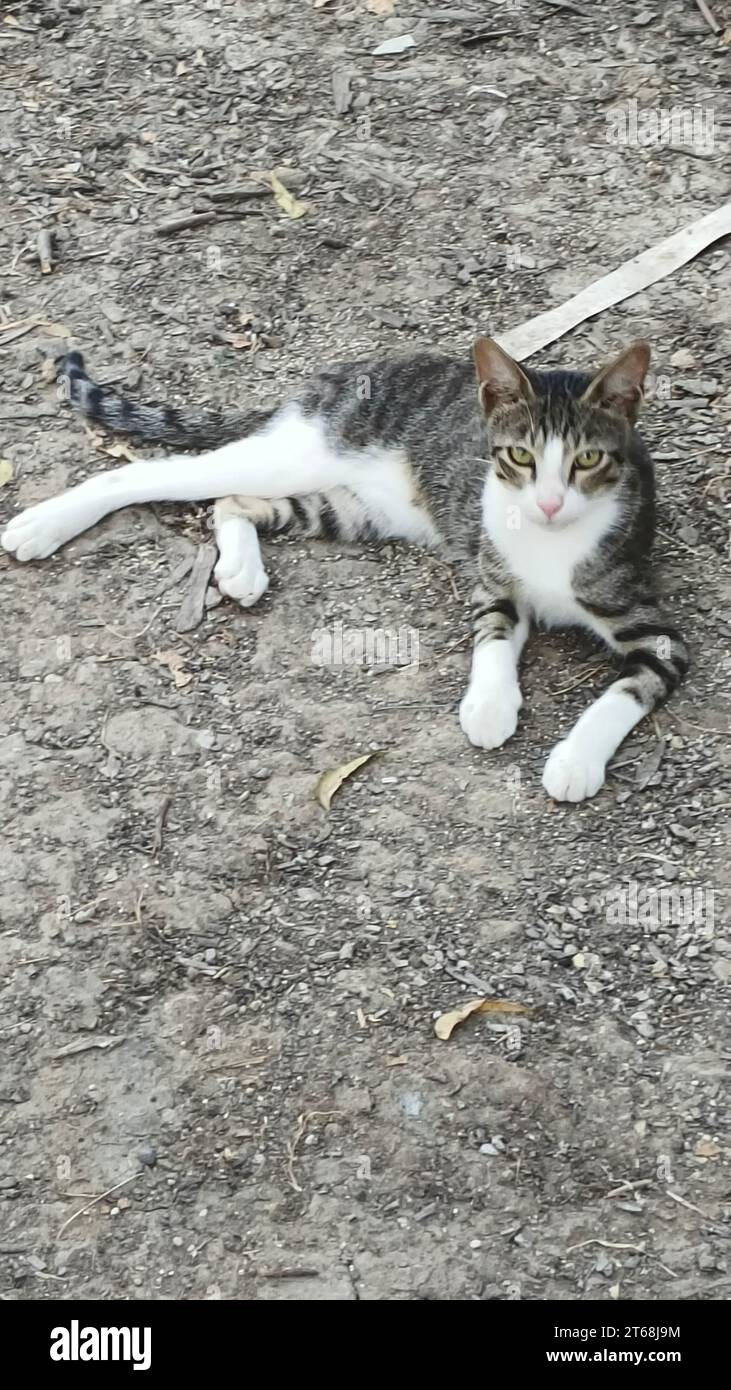 Un gatto a righe bianche e nere che si rilassa in una posizione rilassata Foto Stock