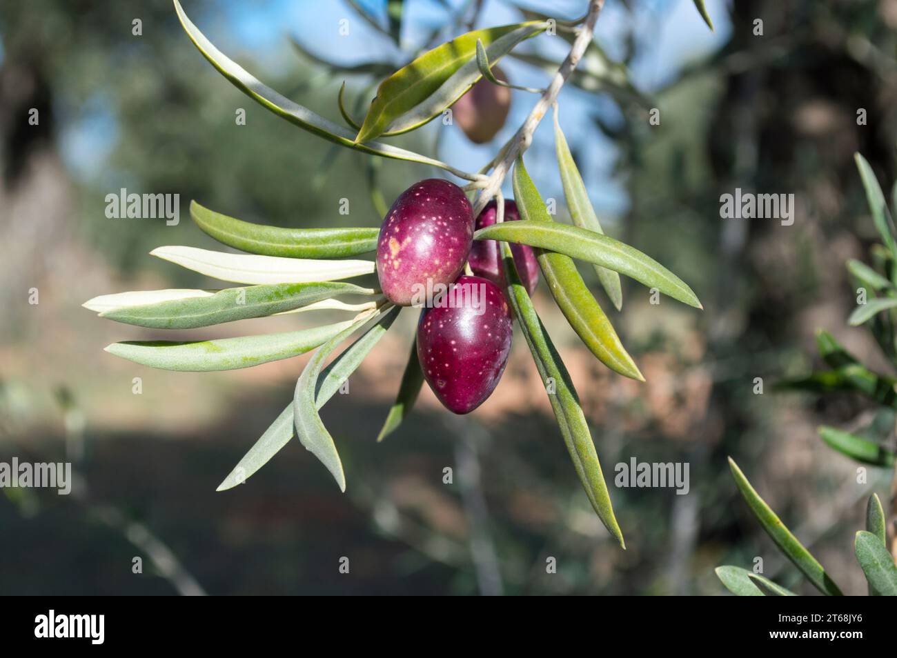 Aceitunas rojas maduras en olivar Mediterráneo español Foto Stock