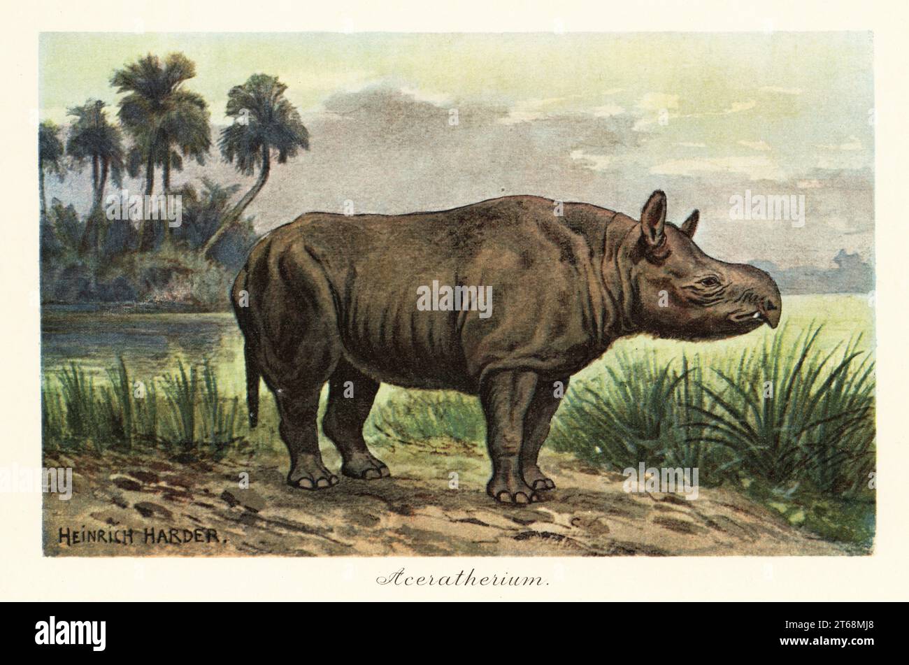 Aceratherium, genere estinto di rinoceronte, Miocene. Aceratherium incisivum. Illustrazione stampata a colori dopo Heinrich Harder di Wilhelm Bolsches Tiere der Urwelt (animali del mondo preistorico), Reichardt Cocoa Company, Amburgo, 1908. Heinrich Harder (1858-1935) è stato un paesaggista tedesco e illustratore di libri. Foto Stock