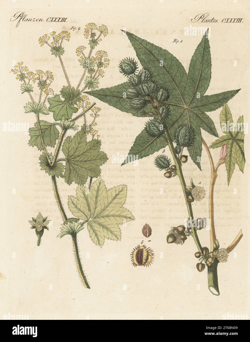 Olio di ricino, Ricinus communis 1 e mantello da donna, Alchemilla vulgaris 2. Wunderbaum, Ricin, Sinau, l'Alchemille. Le botaniche furono disegnate da Henriette e Conrad Westermayr, F. Götz e C. Ermer. Incisione in copperplate a mano da Carl Bertuch's Bilderbuch fur Kinder (Picture Book for Children), Weimar, 1810. Un'enciclopedia in 12 volumi per bambini illustrata con quasi 1.200 tavole incise su storia naturale, scienza, costume, mitologia, ecc., pubblicato dal 1790-1830. Foto Stock