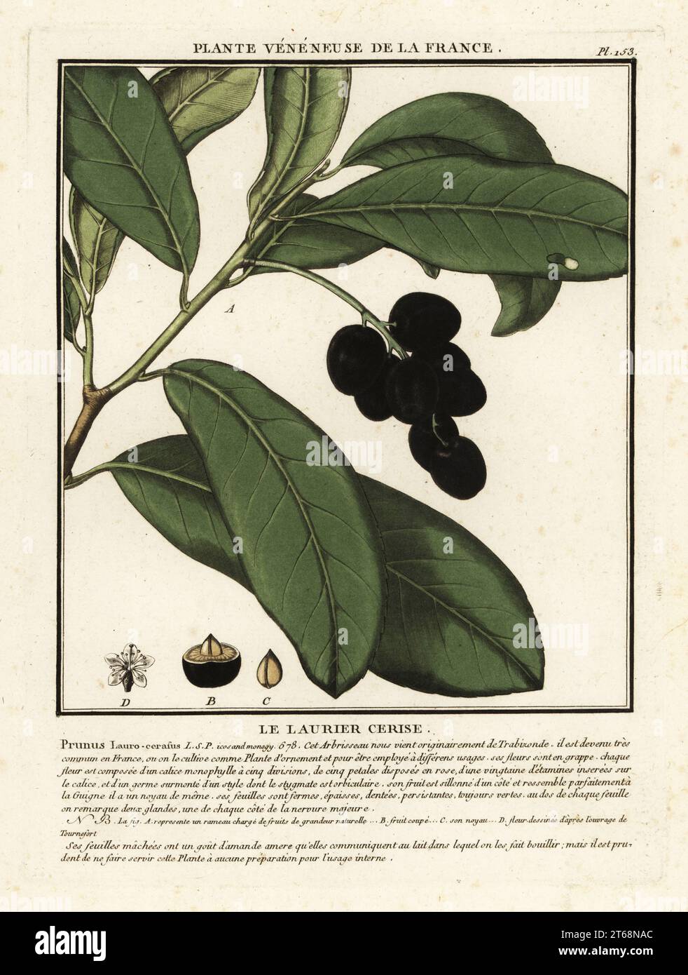 Alloro di ciliegio, Prunus laurocerasus. Le laurier cerise, Prunus lauro-cerasus. Incisione su copperplate stampata in tre colori da Pierre Bulliard dal suo Herbier de la France, ou collezione complete des plantes indigenes de ce royaume, Didot jeune, Debure et Belin, 1780-1793. Foto Stock