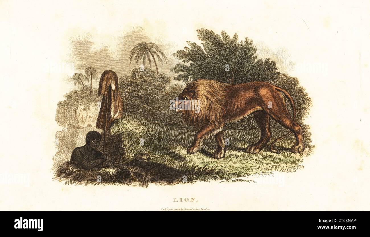 Un nativo del Sud Africa che caccia un leone attirandolo in una fossa con la pelle di un animale su un bastone. Khoikhoi si nasconde in una fossa che sventola la pelle di un animale contro un leone, Panthera leo melanochaita, vicino al Capo di buona speranza. Il naturalista tedesco Peter Kolbe dice che la carne di leone viene spesso mangiata al Capo. Incisione su copperplate a mano del reverendo Thomas Smiths The Naturalists Cabinet, o interessanti schizzi di storia animale, Albion Press, James Cundee, Londra, 1806. Smith, fl. 1803-1818, è stato uno scrittore ed editore di libri di storia naturale, religione, filosofia, storia antica e astronomia. Foto Stock