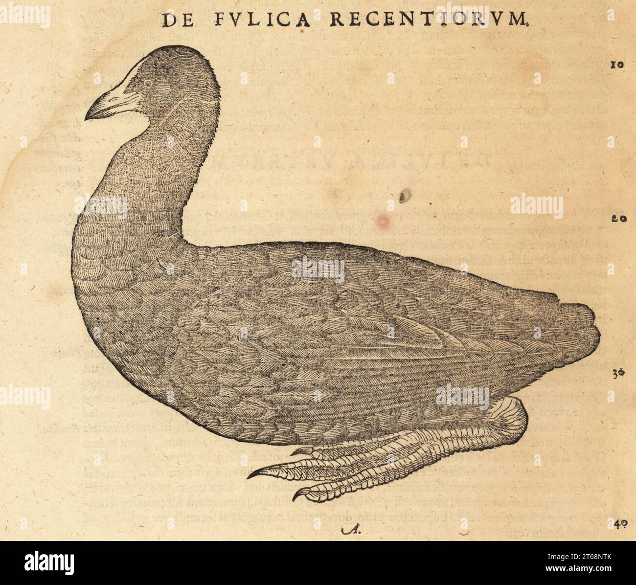 coot eurasiatico o coot comune, Fulica atra. De fulica recentiorum, folega, foulque, foucque, poulle d'eau, gelinette d'eau, Bollhinen, Belchinen, belleque. Incisione su legno dopo un'illustrazione di Lucas Schan e Conrad Gessner da Conrad Gessners Historiae Animalium, De avium natura, Francoforte, Wechel for Cambier, 1585. Foto Stock coot eurasiatico o coot comune, Fulica atra. De fulica recentiorum, folega, foulque, foucque, poulle d'eau, gelinette d'eau, Bollhinen, Belchinen, belleque. Incisione su legno dopo un'illustrazione di Lucas Schan e Conrad Gessner da Conrad Gessners Historiae Animalium, De avium natura, Francoforte, Wechel for Cambier, 1585. Foto Stock
