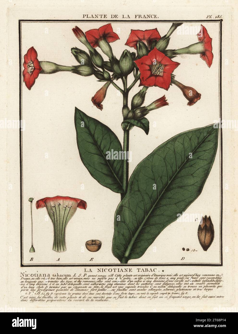 Tabacco coltivato, le nicotiane tabac, Nicotiana tabacum. Incisione su copperplate stampata in tre colori da Pierre Bulliard dal suo Herbier de la France, ou collezione complete des plantes indigenes de ce royaume, Didot jeune, Debure et Belin, 1780-1793. Foto Stock