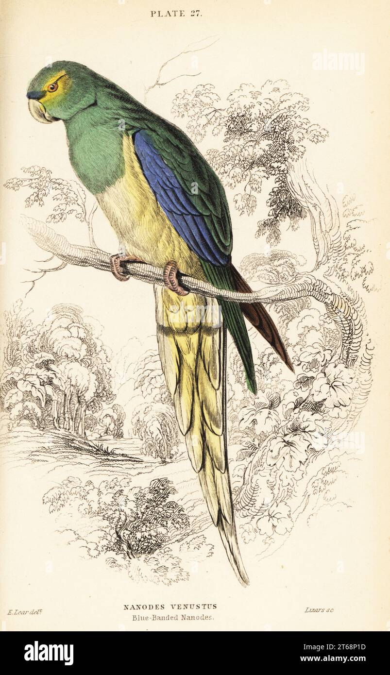 Pappagallo alato blu, neofema crisostoma. (Nanodi con bande blu, nanodes venustus.) Incisione su copperplate colorata a mano di William Lizars dopo un'illustrazione di Edward Lear da Prideaux J. Selbys The Natural History of Parrots in Sir William Jardines Naturalists Library: Ornithology, Lizars, Edimburgo, 1836. Foto Stock
