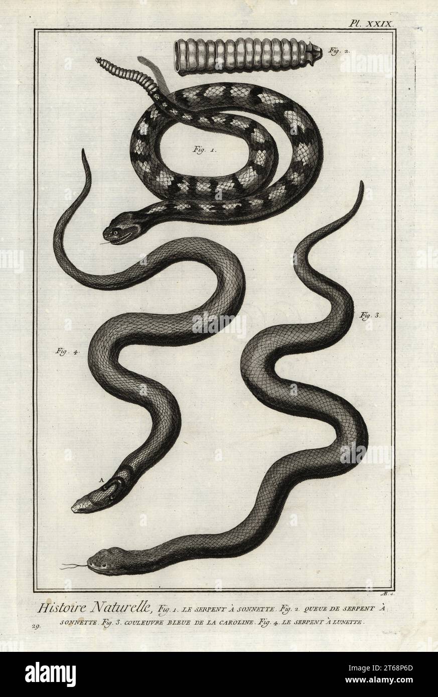 Serpente e coda di rondine, specie di Crotalus, serpente di wampum o serpente di fango orientale, Fanacia abacura e cobra indiano, naja Naja. Le Serpent a sonnette; couleuvre bleue de la Caroline, le Serpent a lunette. Incisione su piastra di rame di Antonio Baratti dopo Francois-Nicolas Martinet di Denis Diderot e Jean le Rond dAlemberts Encyclopedie, Histoire Naturelle (Encyclopedia: Natural History), Livourne, 1774. Francois-Nicolas Martinet (1731-1800) è stato un disegnatore e incisore francese. Foto Stock