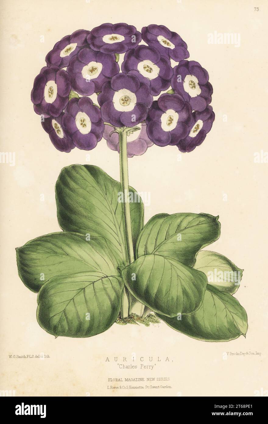 Auricula Hybrid, Charles Perry. Cresciuto da Charles Perry di Castlebromwich e Charles Turner, Royal Nursery, Slough. Illustrazione botanica a mano disegnata e litografata da Worthington George Smith da Henry Honywood Dombrain's Floral Magazine, New Series, volume 2, L. Reeve, Londra, 1873. litografia stampata da Vincent Brooks, Day & Son. Foto Stock