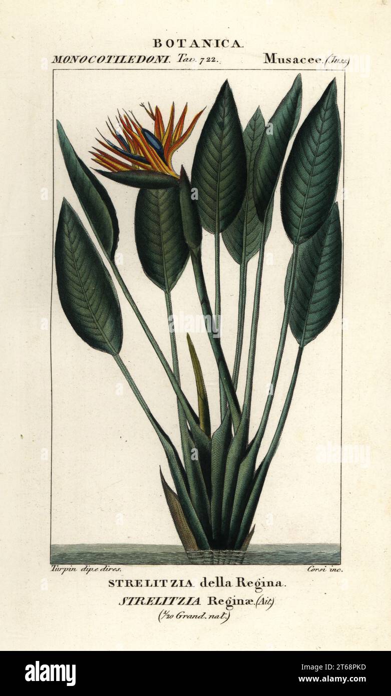Gru fiore o uccello del paradiso, Strelitzia reginae, Strelitzia della Regina. Incisione a forma di copperplate a mano dal Dizionario delle Scienze naturali di Antoine Laurent de Jussieu, Firenze, Italia, 1837. Illustrazione incisa da Corsi, disegnata e diretta da Pierre Jean-Francois Turpin, e pubblicata da Batelli e figli. Turpin (1775-1840) è considerato uno dei più grandi illustratori botanici francesi del 19 ° secolo. Foto Stock Gru fiore o uccello del paradiso, Strelitzia reginae, Strelitzia della Regina. Incisione a forma di copperplate a mano dal Dizionario delle Scienze naturali di Antoine Laurent de Jussieu, Firenze, Italia, 1837. Illustrazione incisa da Corsi, disegnata e diretta da Pierre Jean-Francois Turpin, e pubblicata da Batelli e figli. Turpin (1775-1840) è considerato uno dei più grandi illustratori botanici francesi del 19 ° secolo. Foto Stock