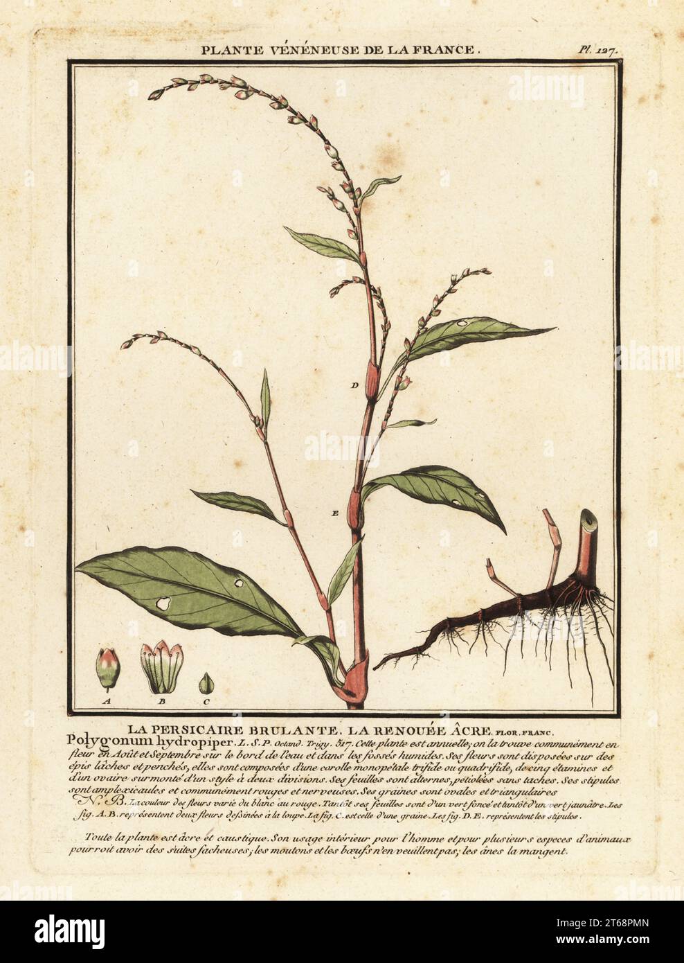 Pepe in acqua, Persicaria hydropiper. La persicaire brulante, la renouee acre, Polygonum hydropiper. Incisione su copperplate stampata in tre colori da Pierre Bulliard dal suo Herbier de la France, ou collezione complete des plantes indigenes de ce royaume, Didot jeune, Debure et Belin, 1780-1793. Foto Stock