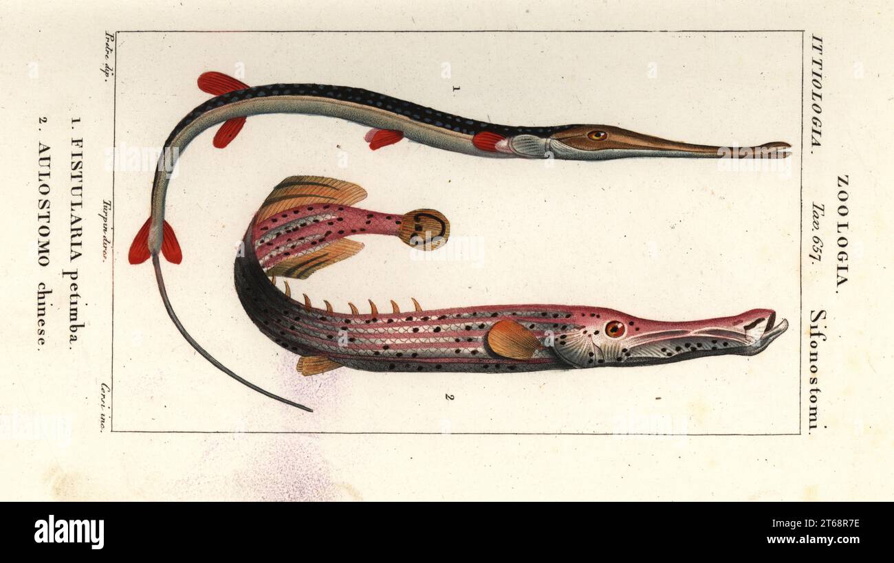 Cornetfish bluespotted, Fistularia tabacaria 1 e trombettiera cinese, Aulostomus chinensis 2. Fistularia petimba, Aulostomo cinese. Incisione a capriolo a mano del Dizionario delle scienze naturali di Antoine Laurent de Jussieu, Dictionary of Natural Science, Firenze, Italia, 1837. Illustrazione incisa da corsi, disegnata da Jean Gabriel Pretre e diretta da Pierre Jean-Francois Turpin, e pubblicata da Batelli e figli. Turpin (1775-1840) è considerato uno dei più grandi illustratori botanici francesi del XIX secolo. Foto Stock