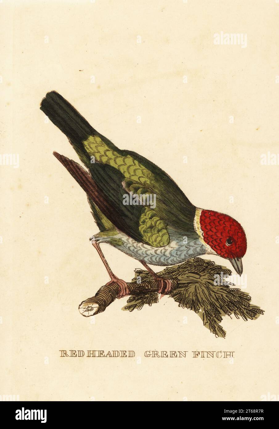 Tanager con testa a baia, Tangara gyrola. finch verde rosso. Incisione in legno a mano su un'illustrazione di George Edwards dalla Natural History of Birds, pubblicata da Brightly and Childs, Bungay, Suffolk, 1815. Charles Brightly fondò una fonderia di stampa e stereotipo a Bungay nel 1795 e entrò in partnership con lo stampatore radicale anticonformista John Firby Childs nel 1808. Foto Stock