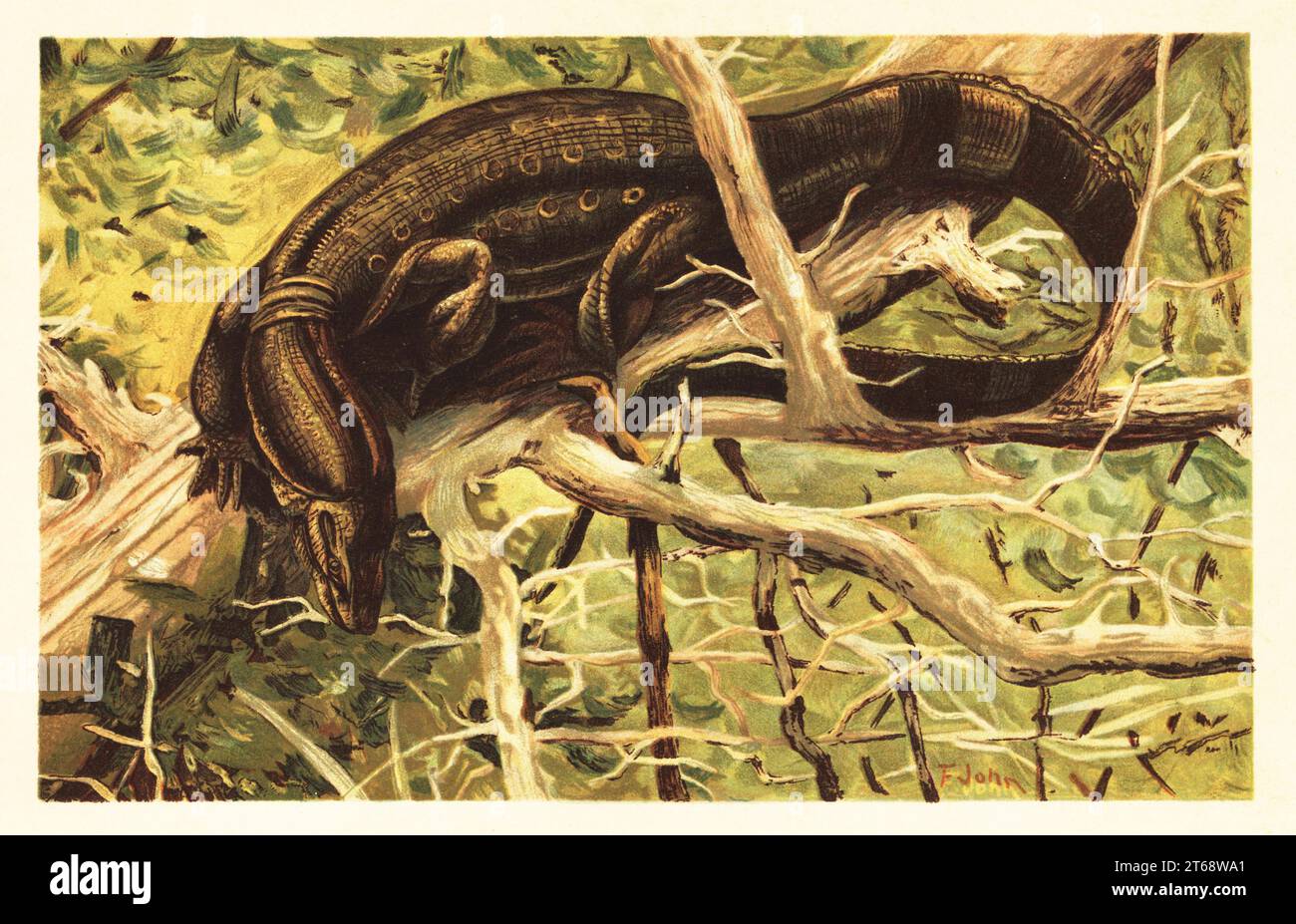 Lucertola di monitoraggio dell'acqua, Varanus salvator. Die Indische Waran-Eidechse (Varanus oder Hydrosaurus salvator). Illustrazione stampata a colori di F. John di Wilhelm Bolsches Tiere der Urwelt (animali del mondo preistorico), Reichardt Cocoa Company, Amburgo, 1908. Foto Stock