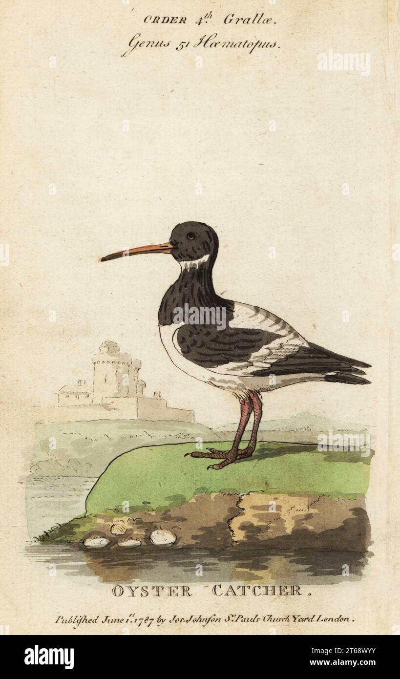 Oystercatcher eurasiatico, Haematopus ostralegus. Incisione su copperplate colorata a mano da Samuel Galton Jr.s Natural History of Birds contenente una varietà di fatti selezionati da diversi scrittori per il divertimento e l'istruzione dei bambini, Londra, Joseph Johnson, 1791. Foto Stock