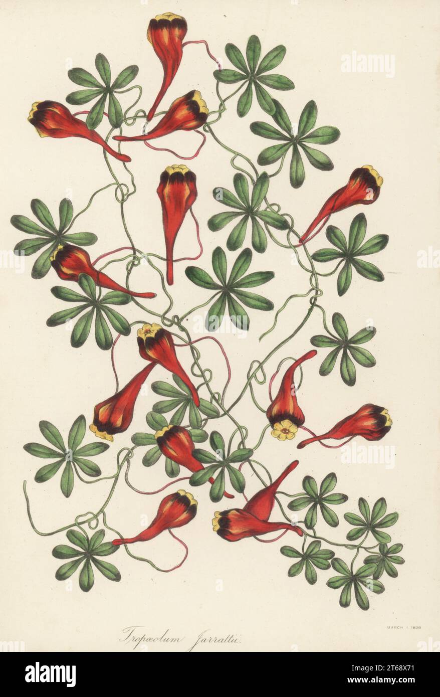 Cress indiano a tre colori, nasturtium cileno, soldadito rojo o relicario, Tropaeolum tricolor. Nativo del Cile, specie Nasturtium, Tropaeolum jarrattii. Handcolored lithograph from Joseph Paxtons Magazine of Botany, and Register of Flowering Plants, volume 5, Orr and Smith, Londra, 1838. Foto Stock