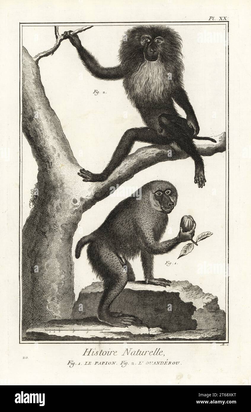 Babbuino di Hamadryas, Papio hamadryas, e macaco dalla coda di leone, Macaca silenus, le papion, louanderou. Incisione su piastra di rame di Antonio Baratti dopo Francois-Nicolas Martinet di Denis Diderot e Jean le Rond dAlemberts Encyclopedie, Histoire Naturelle (Encyclopedia: Natural History), Livourne, 1774. Francois-Nicolas Martinet (1731-1800) è stato un disegnatore e incisore francese. Foto Stock