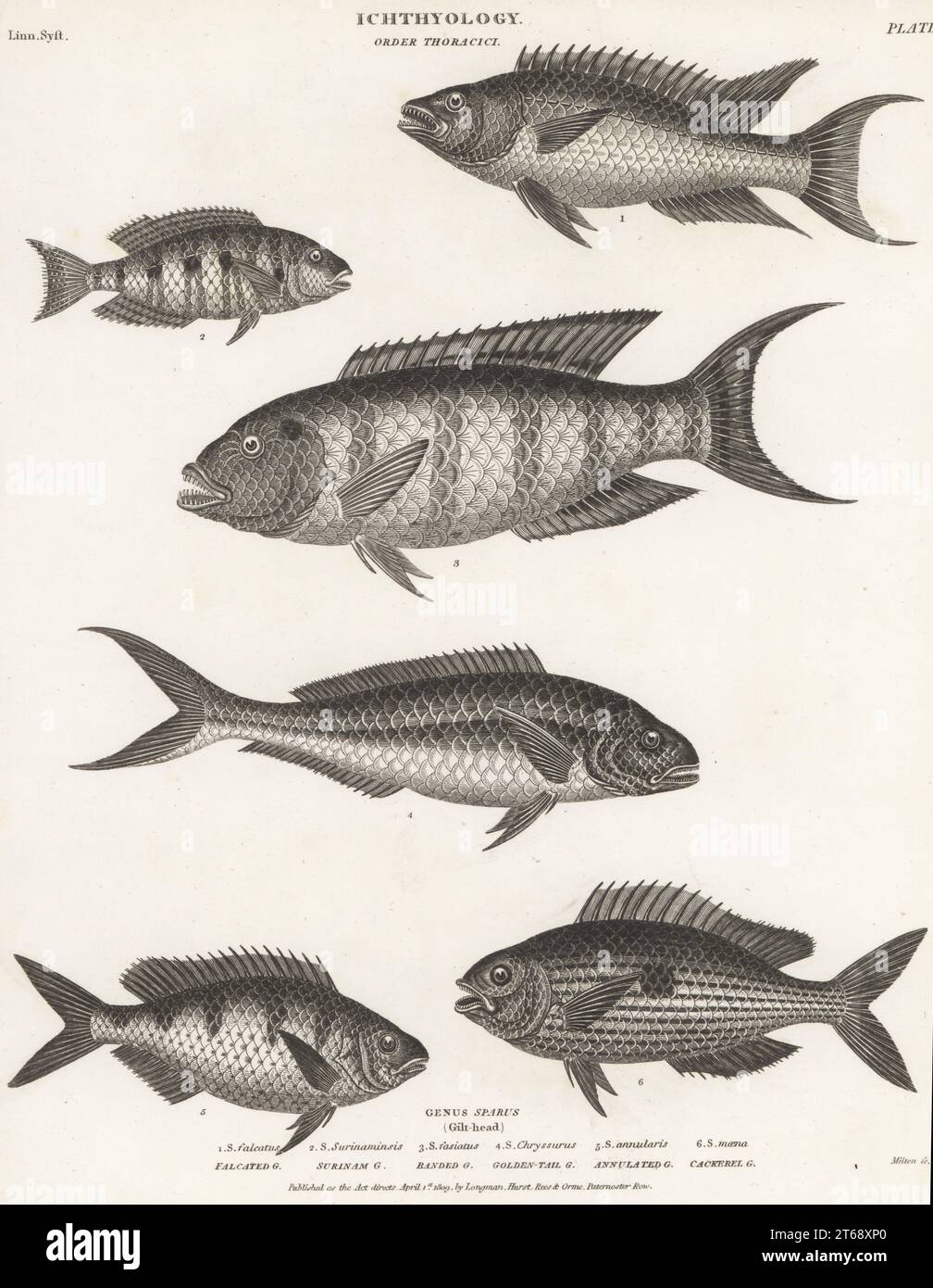 Spinaroli spagnoli, Bodianus rufus 1, teatro a strisce rosse, Geophagus surinamensis 2, petto rosso, Cheilinus fasciatus 3, dentice della coda gialla, Ocyurus chrysurus 4, orata di mare anulare, Diplodus annularis 5, e picarel bruciato, Spicara maena 6. Incisione su lastra di Thomas Milton della Cyclopedia di Abraham Rees o Universal Dictionary of Arts, Sciences and Literature, Longman, Hurst, Rees, orme, Paternoster Row, Londra, 1 aprile 1809. Foto Stock