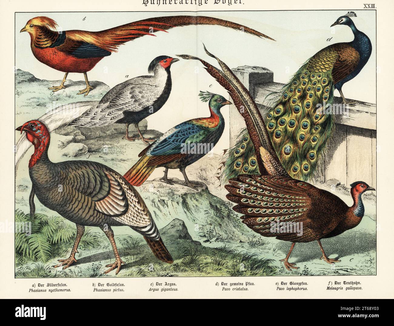 Fagiano d'argento, Lophura nycthemera a, fagiano d'oro, Crisolofo pictus b, grande argo, Argusianus argus c, Pavo cristate d, Himalayan monal, Lophophophophophophophophophorus impejanus e, E tacchino selvatico, Meleagris gallopavo F. Chromolithograph da Gotthilf Heinrich von Schubert's Natural History of the Animal Realms (Naturgeschichte des Tierreichs), Schreiber, Monaco di Baviera, 1886. Foto Stock