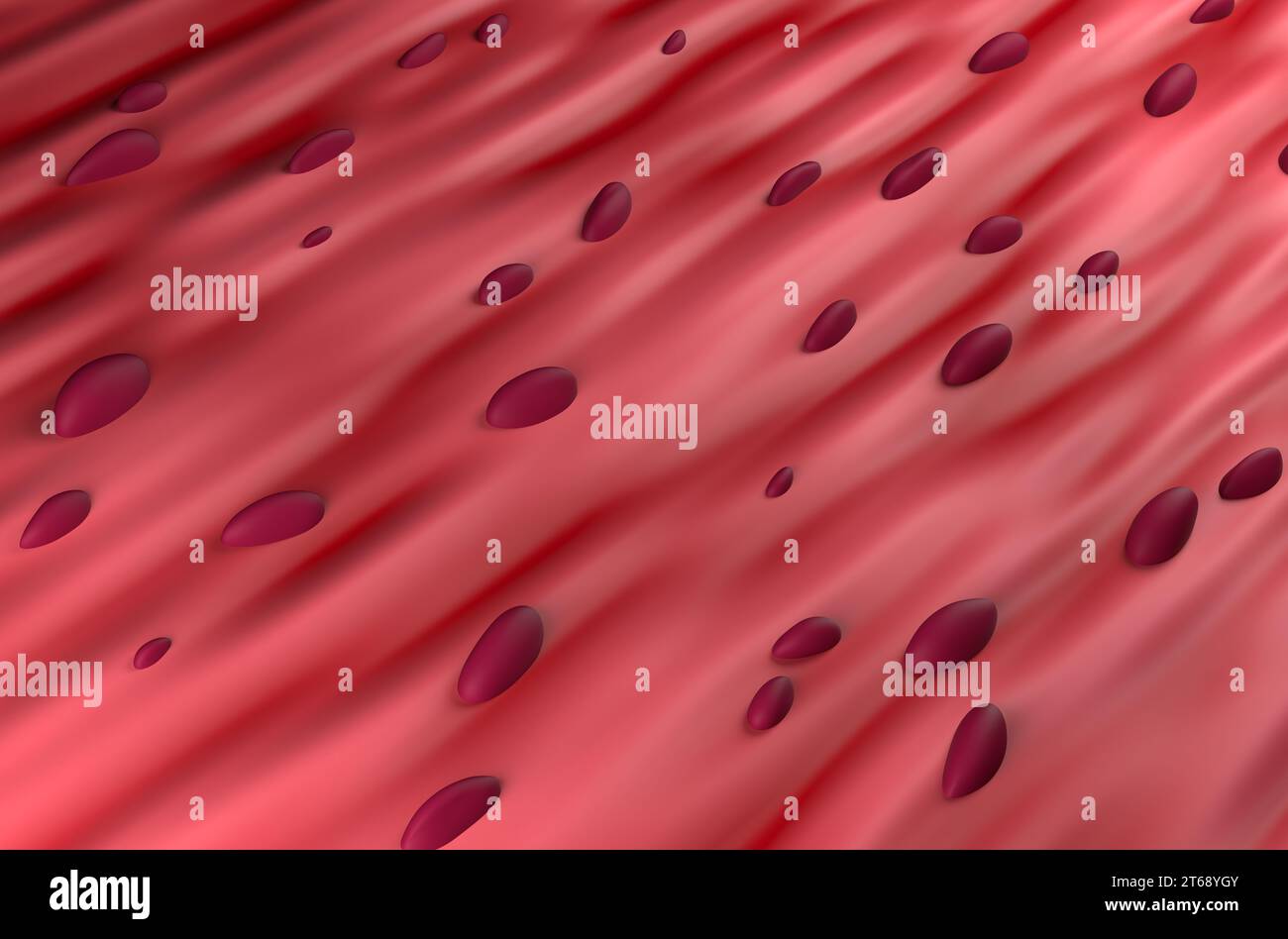 Tessuto muscolare cardiaco - visualizzazione isometrica dell'illustrazione 3d. Foto Stock