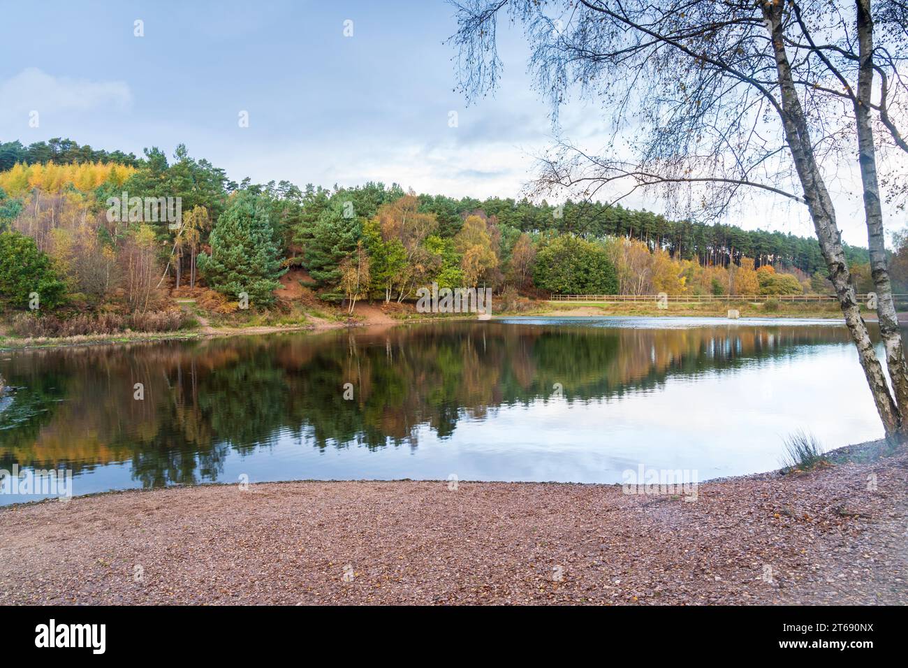 Lago di Cannock Chase area of Natural Beauty AONB in autunno con colori autunnali sugli alberi Foto Stock