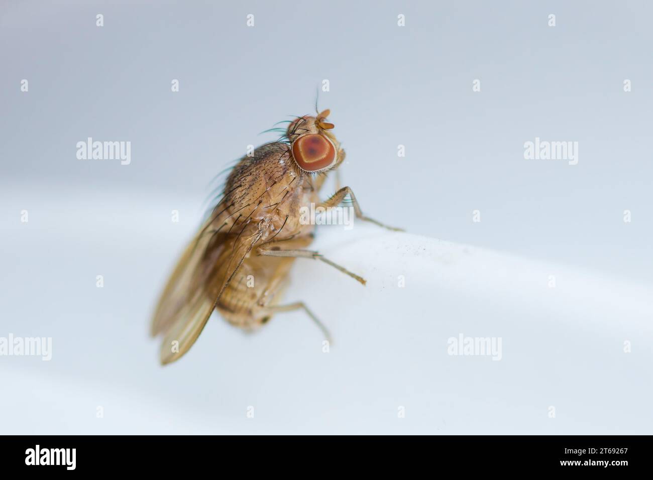 Mosca della frutta comune femminile, Drosophila melanogaster Foto Stock