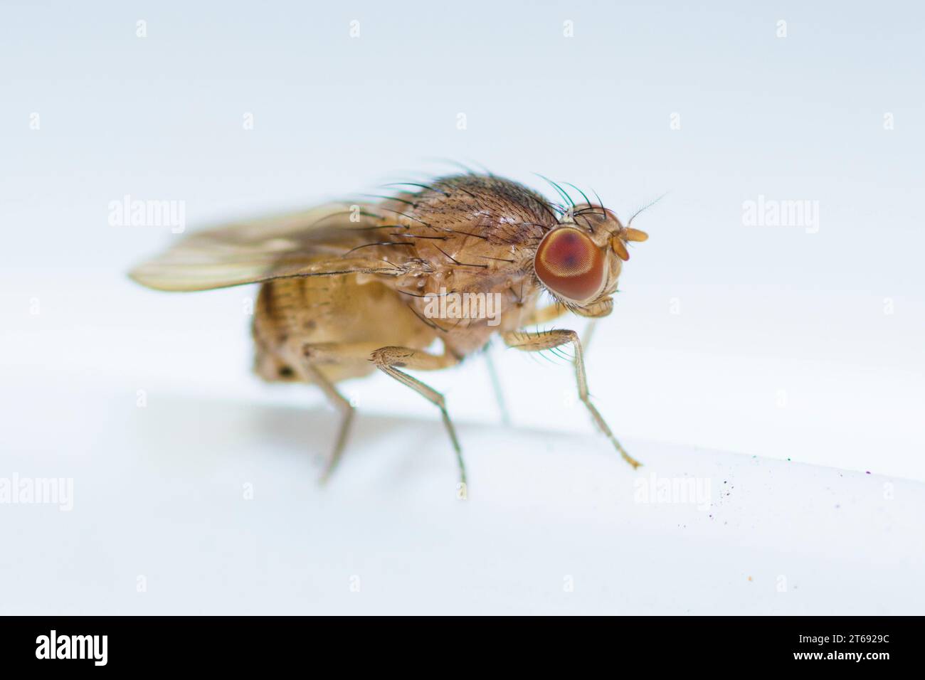 Mosca della frutta comune femminile, Drosophila melanogaster Foto Stock