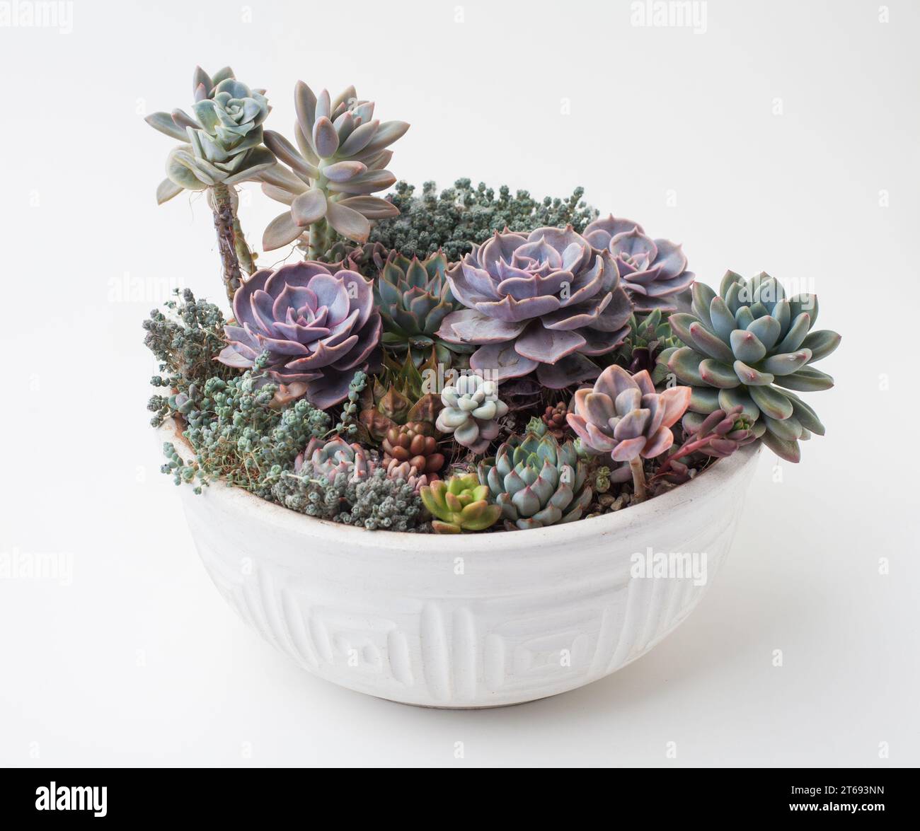 Succulento in ceramica bianca. Echeveria, Graptosedum e Sedum succulenti su sfondo bianco. Propagazione succulenta e cactus Foto Stock
