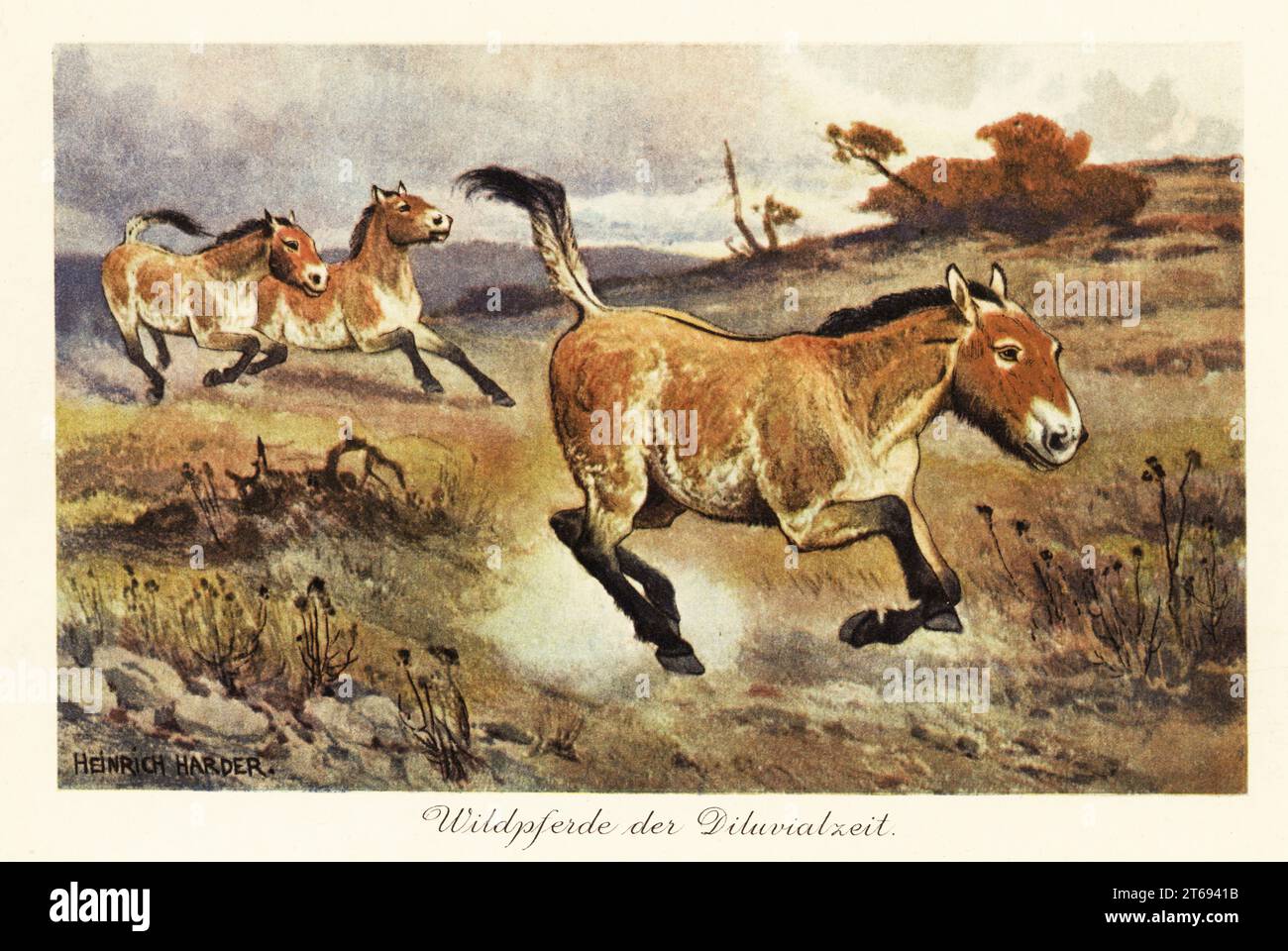 Cavalli selvaggi dell'era Diluviale, genere estinto di equidi antenati di Equus ferus. Wildpferde der Diluvialzeit. Illustrazione stampata a colori dopo Heinrich Harder di Wilhelm Bolsches Tiere der Urwelt (animali del mondo preistorico), Reichardt Cocoa Company, Amburgo, 1908. Heinrich Harder (1858-1935) è stato un paesaggista tedesco e illustratore di libri. Foto Stock