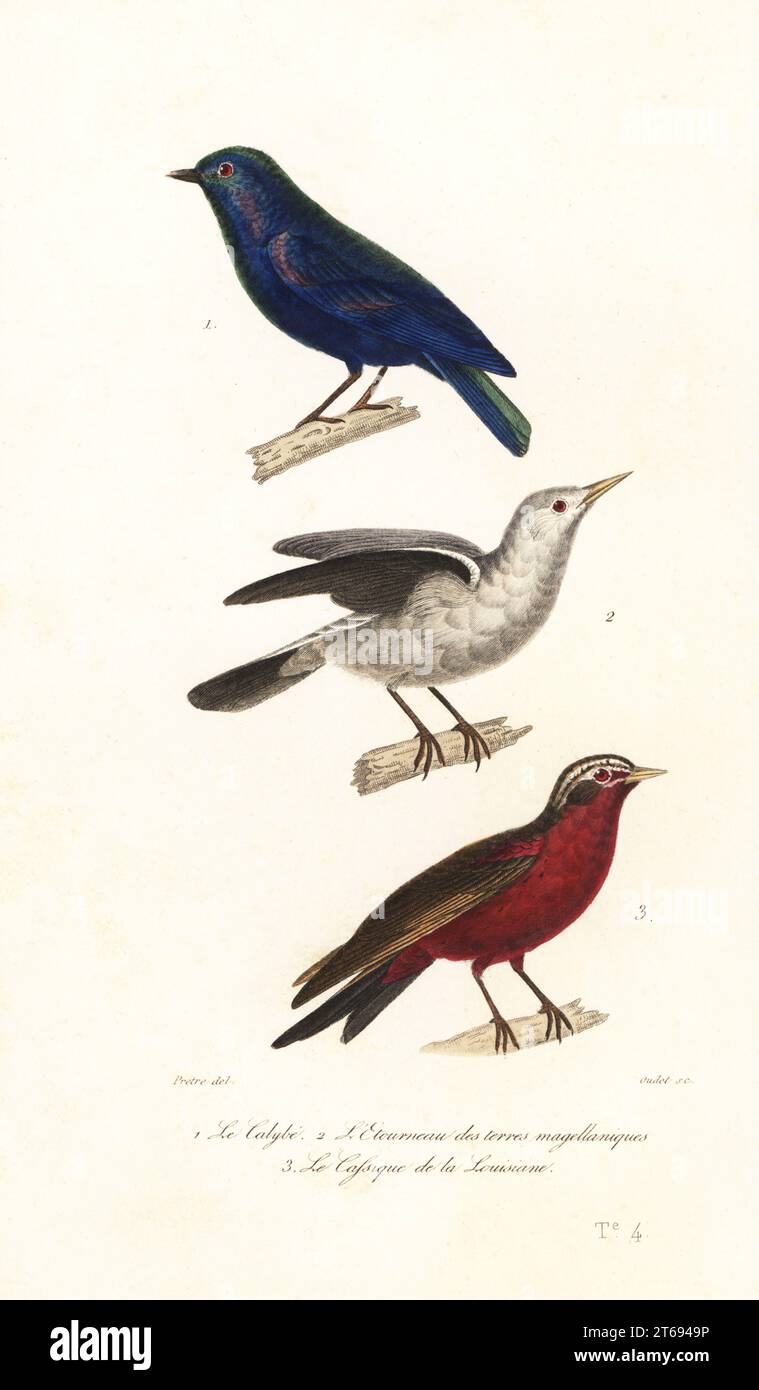 Jobi manucode, Manucodia jobiensis 1, stella grigia, Sturnia malabarica 2 e meadowlark a coda lunga, Leistes loyca 3. Le calibe, Paradisea viridis, l'etourneau des terres magellaniques, Sturnus milibarus, le cassique de la Louisiane, Oriolus ludovicianus. Incisione in acciaio colorato a mano di Oudet dopo un'illustrazione di Jean-Gabriel Pretre dalle oeuvres di Achille Richard completa de Buffon, Pourrat Freres, Parigi, 1839. Foto Stock