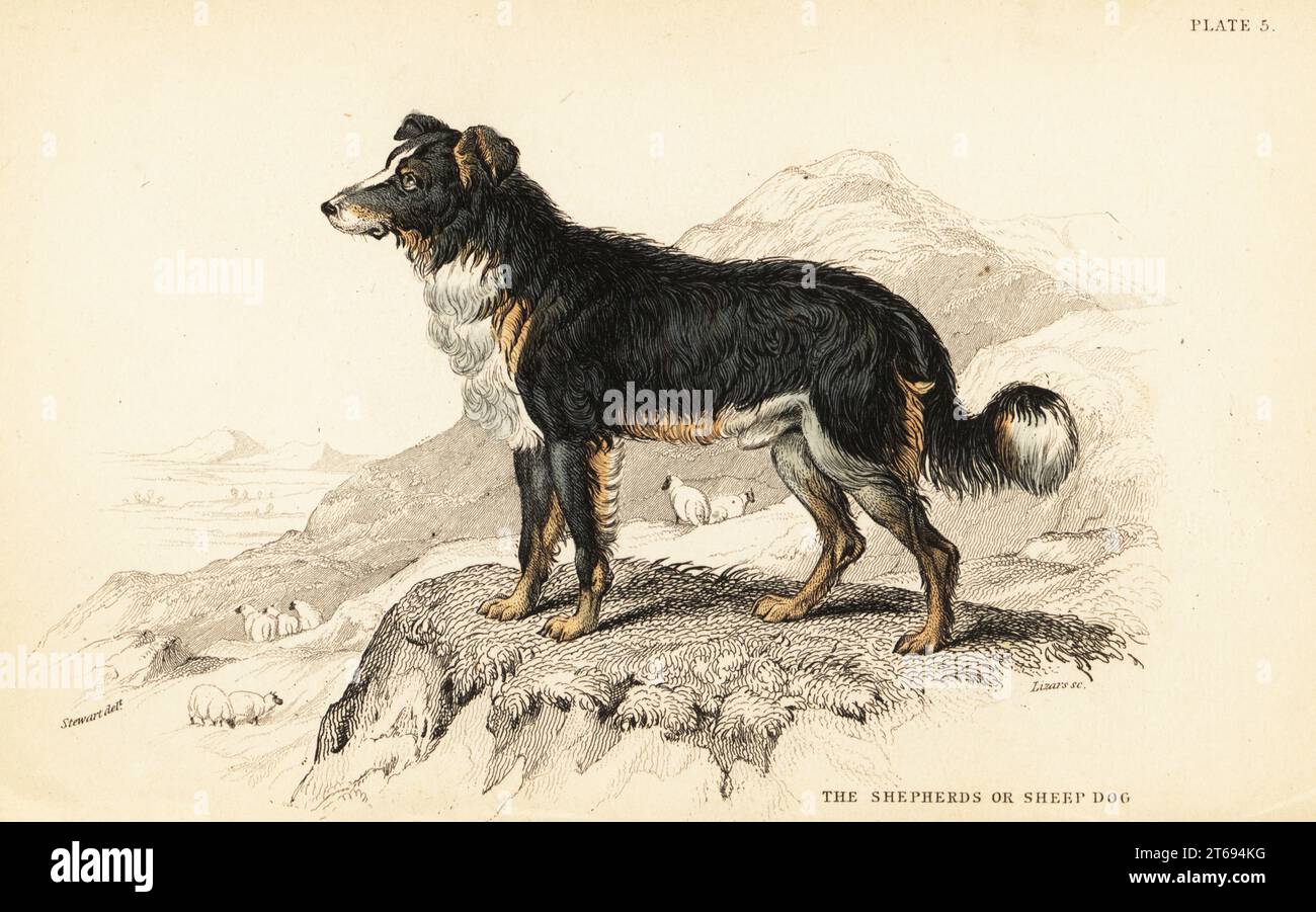 Cane da pastore o cane da pecora, Canis lupus familiaris (Canis domesticus). Incisione in acciaio colorato a mano di William Lizars da un disegno di James Stewart del colonnello Charles Hamilton Smiths volume on Dogs from Sir William Jardine's Naturalist's Library: Mammalia, W. H. Lizars, Edimburgo, 1840. Foto Stock