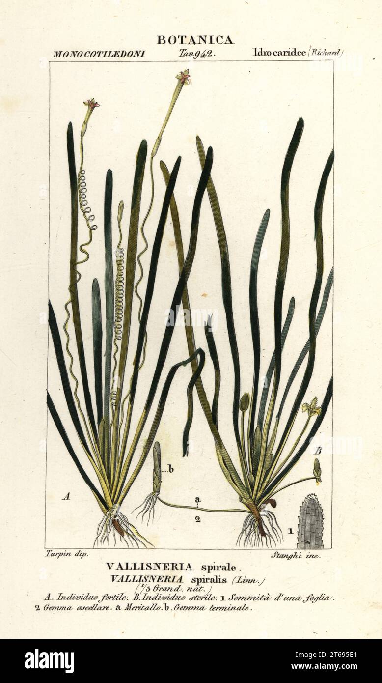 Tape erba o anguilla erba, Vallisneria spiralis, Vallisneria spirale. Incisione a forma di copperplate a mano dal Dizionario delle Scienze naturali di Antoine Laurent de Jussieu, Firenze, Italia, 1837. Illustrazione incisa da Stanghi, disegnata e diretta da Pierre Jean-Francois Turpin, e pubblicata da Batelli e figli. Turpin (1775-1840) è considerato uno dei più grandi illustratori botanici francesi del 19 ° secolo. Foto Stock