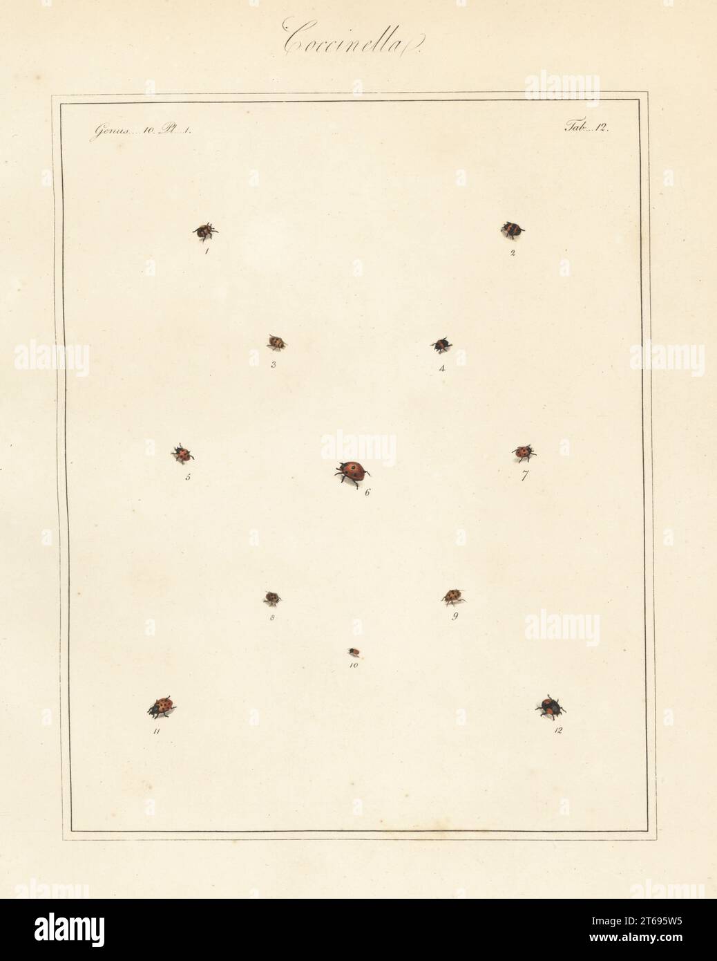Specie di ladybird o ladybugs. Ladybird a dieci macchie, Adalia decempunctata 1,2, ladybird a 11 macchie, Coccinella undecimpunctata 3,5,7, ladybird a macchie renali, Chilocorus renipustulatus 4, Seven-spot, Coccinella septempunctata 6, 24-spot, Subcoccinella vigintiquatuorpunctata 8, 13 spot, Hippodamia tredecimpunctata 9, scavenger d’acqua, Cercyon unipunctatus 10 e ladybird di pino, Exochomus quadripustulatus 12. Incisione su copperplate colorata a mano di Thomas Martyns, entomologo inglese, che espone tutti gli insetti Coleopteri trovati in Inghilterra, Academy for Illustrating and Painting Natural Histo Foto Stock