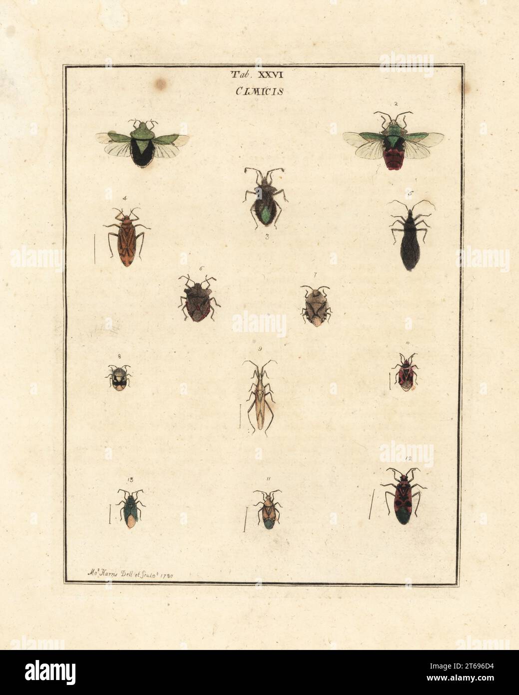 Specie di insetti parassiti e di scudo. Bug scudo verde meridionale, Nezara viridula 1, bug pianta, Lygocoris pabulinus 2, Neides tipularius 3, Rhabdomiris striatello 4, cacciatore mascherato, Reduvio personatus 5, schermo a zampe rosse, Pentatoma rufipes 6, Stenodema laevigata 7, Tritomegas bicolor 8, Stenodema laevigata 9, pianta bug, Deraeocoris ruber 10, 11, bug rosso fuoco, Pyrhocoris apterus 12, e Placochilus seladonicus 13. Hemiptera. Cimex. Cimicidae. Incisione in copperplate a mano disegnata e incisa da Moses Harris dalla sua esposizione di insetti inglesi, comprese le diverse classi di NE Foto Stock